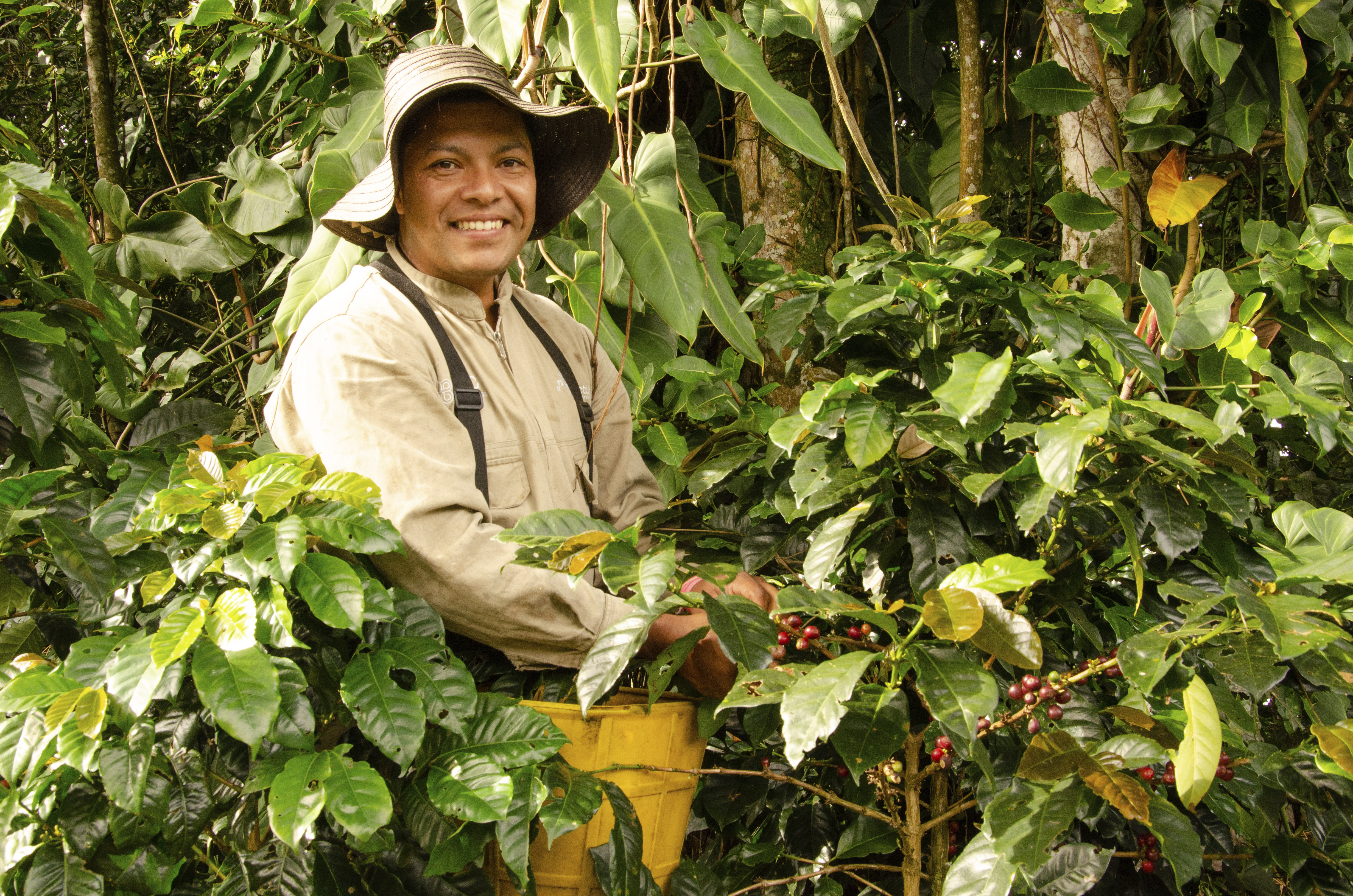 Las 110 familias antioqueñas beneficiadas se encuentran en municipios como Urrao, Ciudad Bolívar, Andes, Jericó, Fredonia, Santa Bárbara, Támesis, Caicedo, Santa Fe de Antioquia, Giraldo, Concordia, Jardín, Abejorral, Sonsón, Amalfi y Santo Domingo.