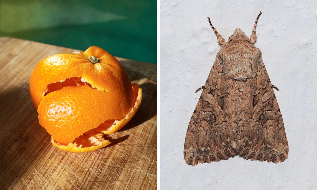 Cáscara de fruta para las polillas.