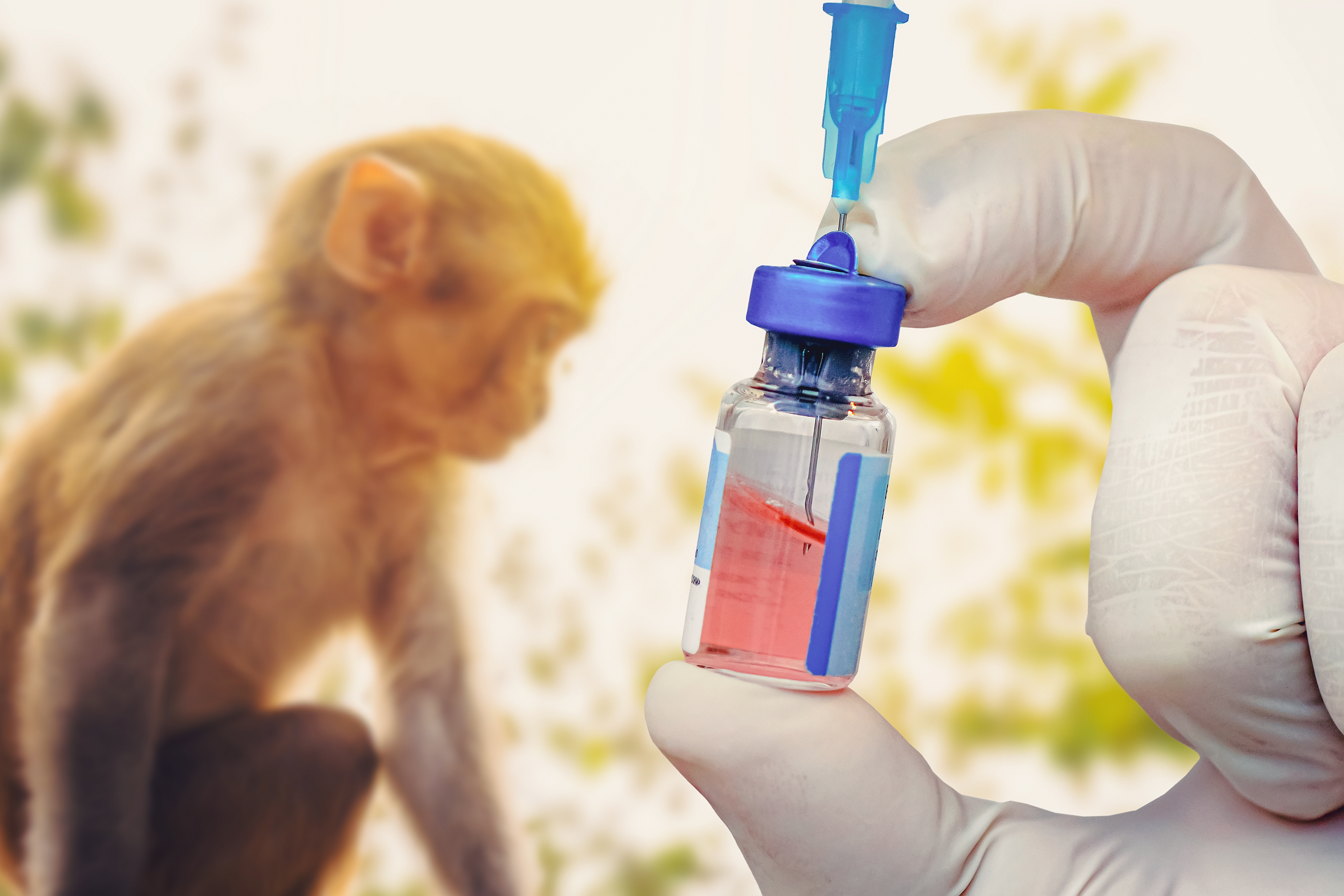 Un vial de vacuna contra el virus Monkeypox. un tubo de ensayo con una vacuna y una jeringa sobre el fondo de un mono. Medicina veterinaria.