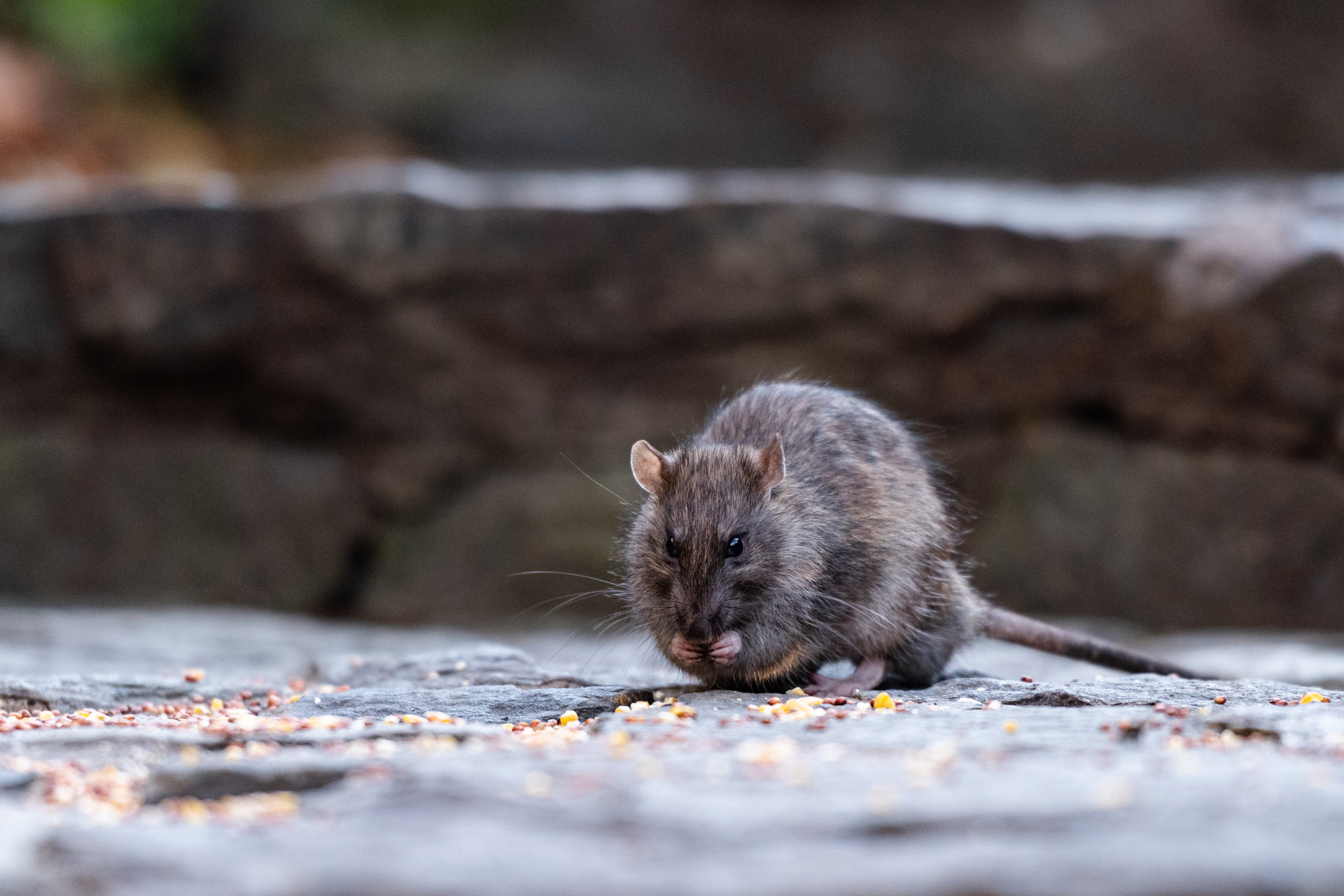 Cómo ahuyentar o hacer que las ratas o ratones se vayan de la casa