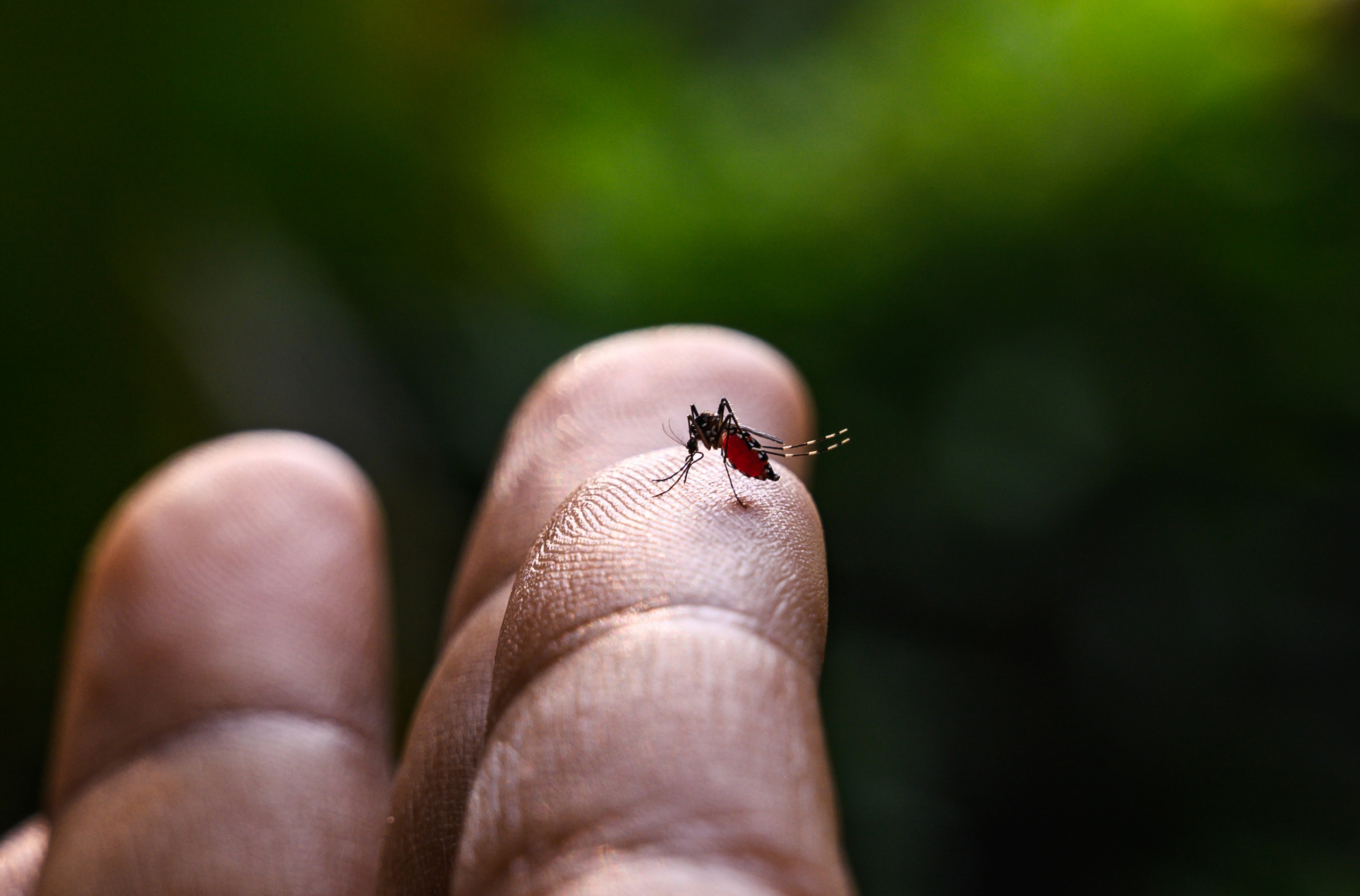 como alejar a los mosquitos de los perros