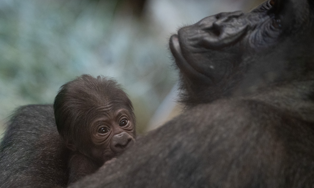 Qué sorpresa! gorila que se creía macho dio a luz a una cría en el zoológico  de Ohio