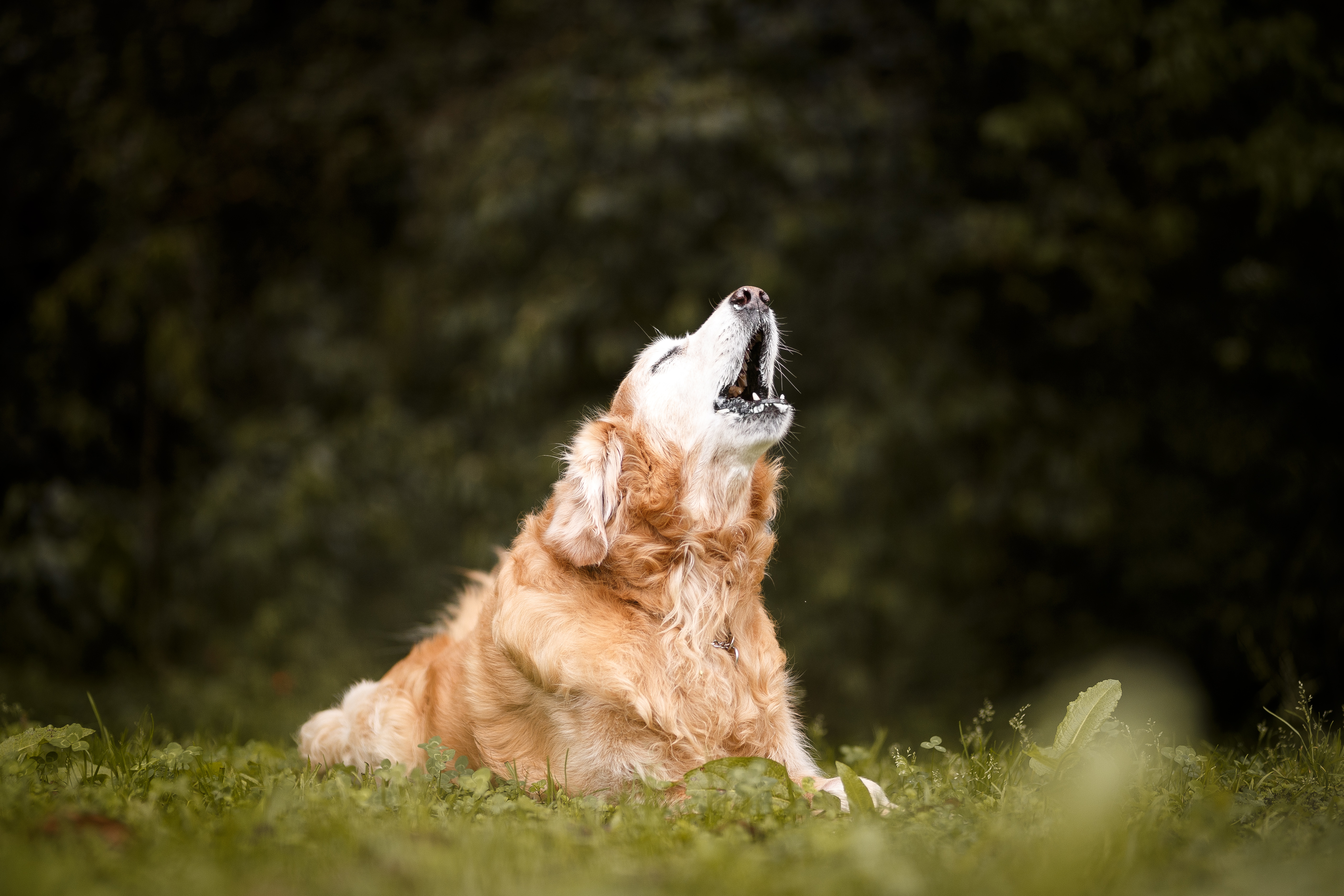 los perros pueden causar asma