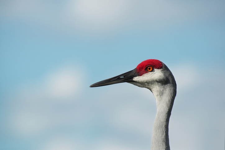 Horizontal photo of a cropped profile of a head and neck of a sunlit Florida Sandhill CRANE with red and white feathers on the head and gray feathers on the neck. Crane is staring very focused towards the left, focused on gathering food. Photo has a blue sky with blurred white puffy clouds in the background. Cranes are long-legged and long-necked birds. They are in the group Gruiformes. They are on the ENDANGERED SPECIES list in Florida, because of polluted waste run-off from central Florida farm pesticides that have found their way in the aquifers of the Florida marshlands. President Trump denied money to save these endangered species in Florida in December of 2019. Besides water pollution through pesticides, other threats to Florida Sandhill cranes include habitat loss, wetland loss, and real estate development.
