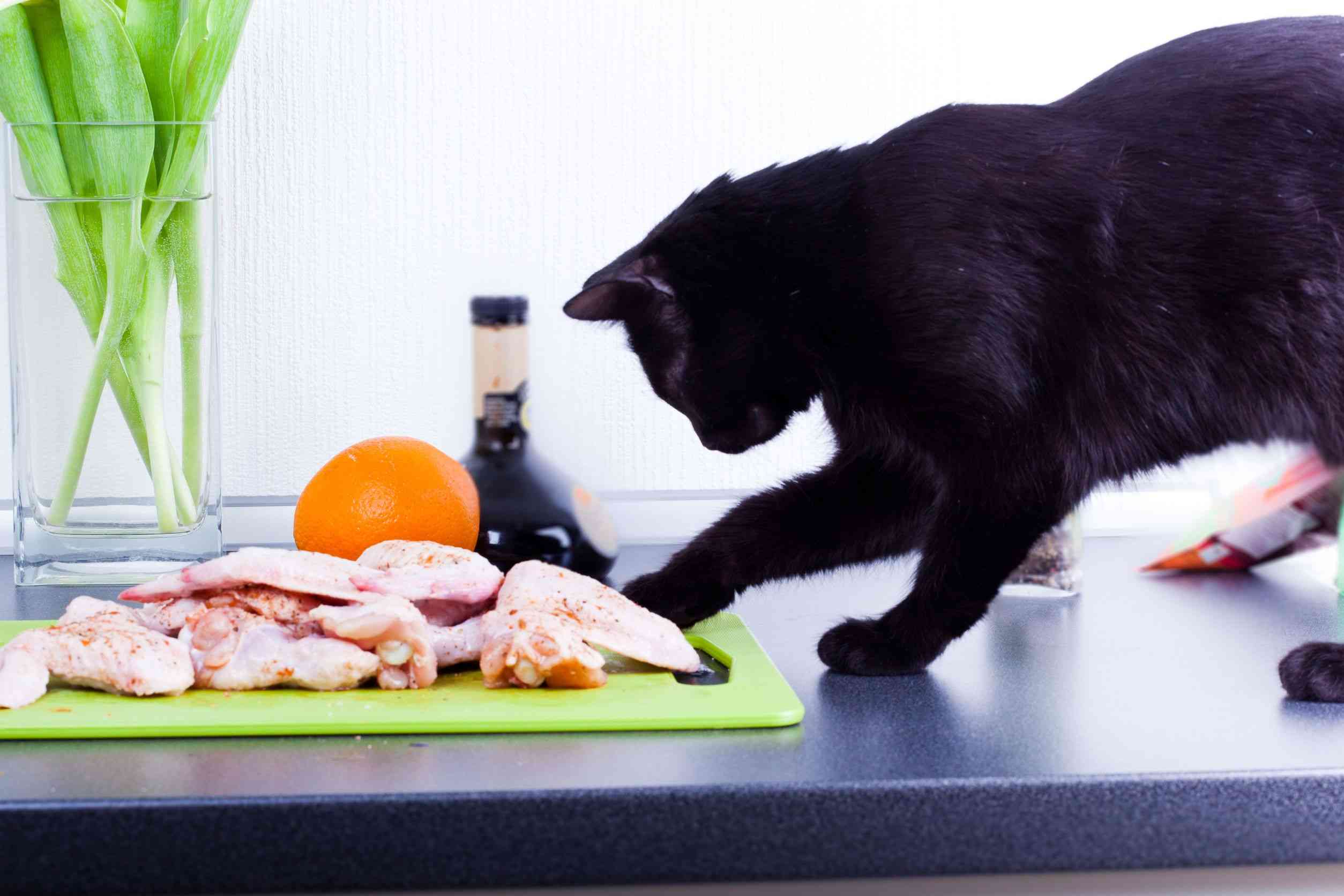 Можно кормить кота сырым мясом. Питание кошек. Еда для кошек. Натуральная пища для кошек. Кошка кушает.