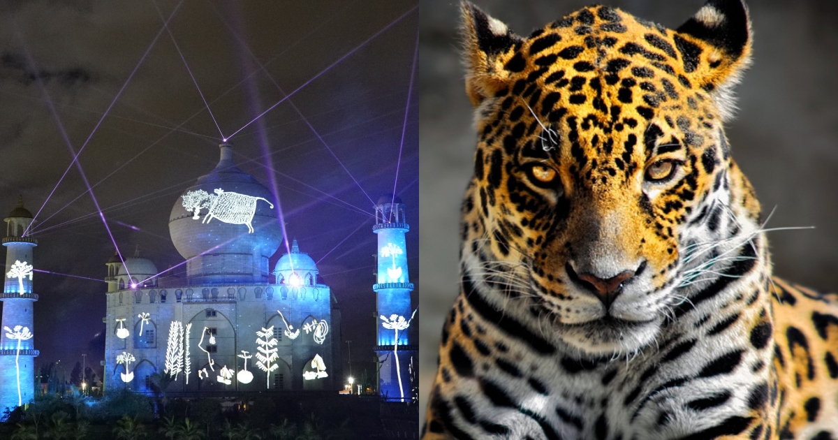 En conmemoración del Día Internacional del Jaguar, el próximo fin de semana el parque realizará diversas actividades en torno al felino más grande del continente, el mensajero cósmico y símbolo ancestral de las culturas indígenas amazónicas.