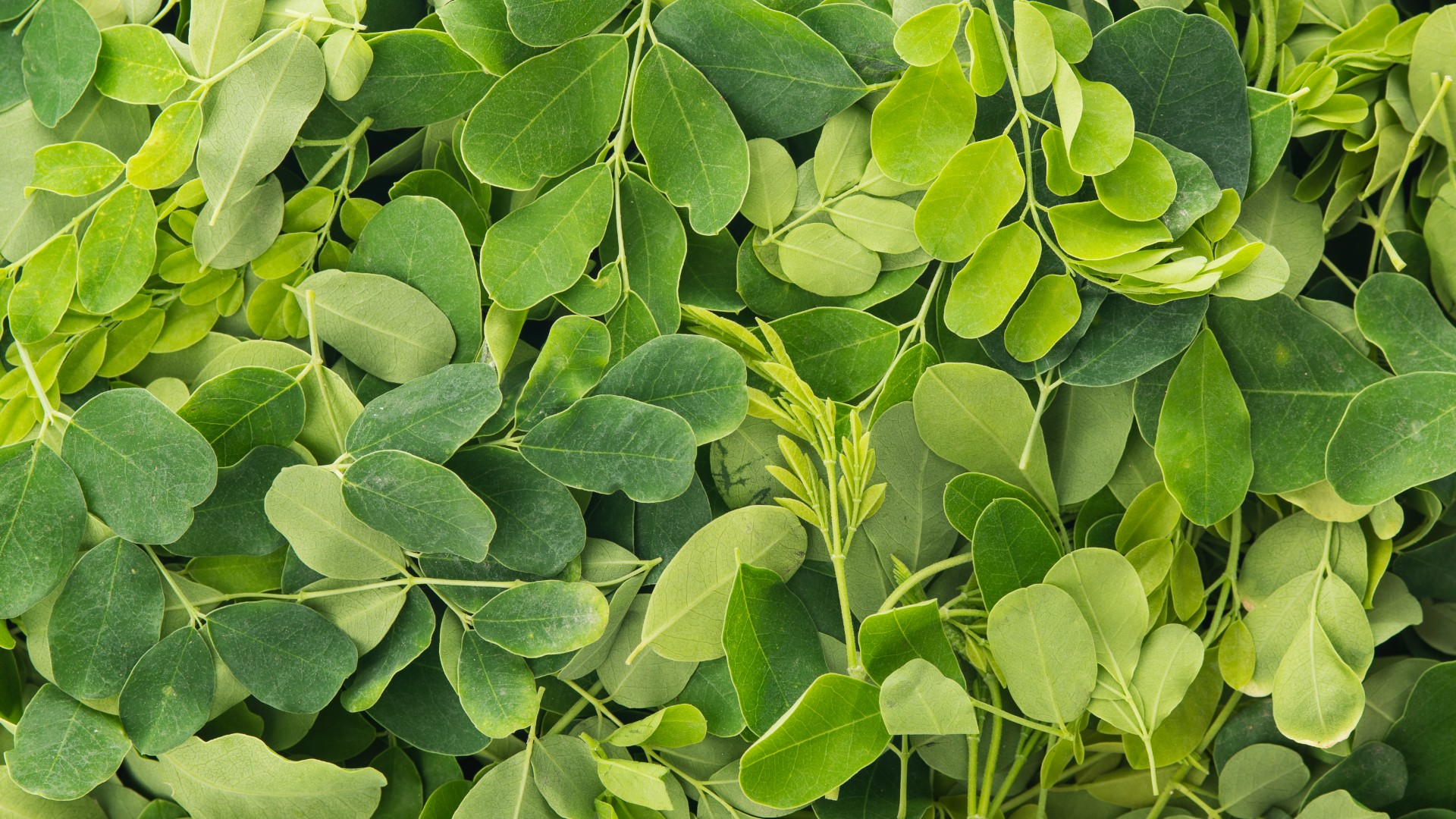 árbol de rábano picante