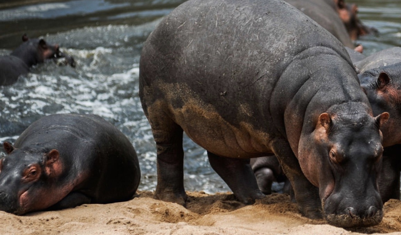 Tras el accidente que causó un hipopótamo en carreteras del departamento de Antioquia, el ente de control hizo el pedido al Consejo de Estado (imagen de referencia)
