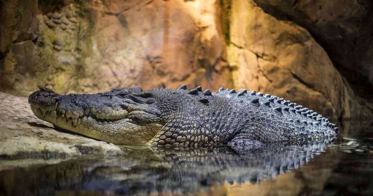 Los cocodrilos cruzaron el Atlántico para conquistar América? Colombia hoy