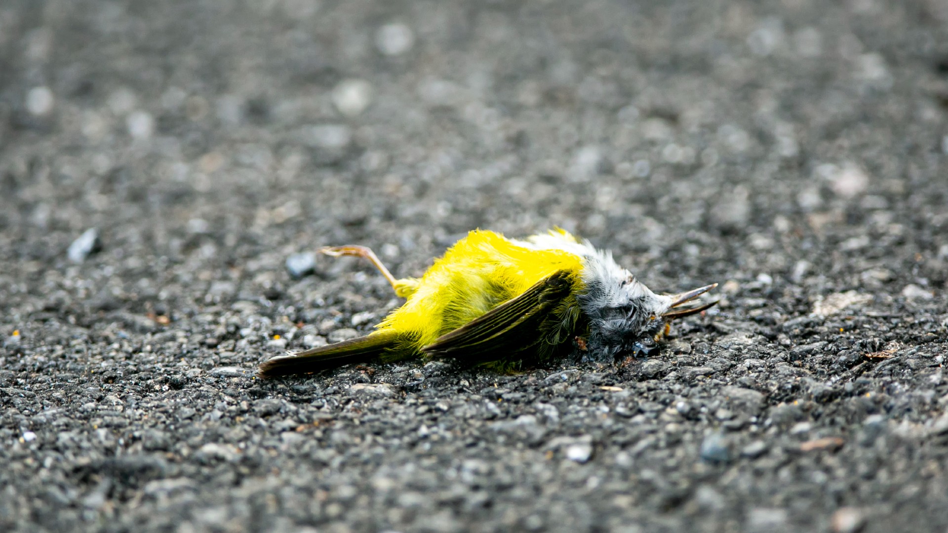 Este es el misterio que hay detrás de encontrar un pájaro muerto.