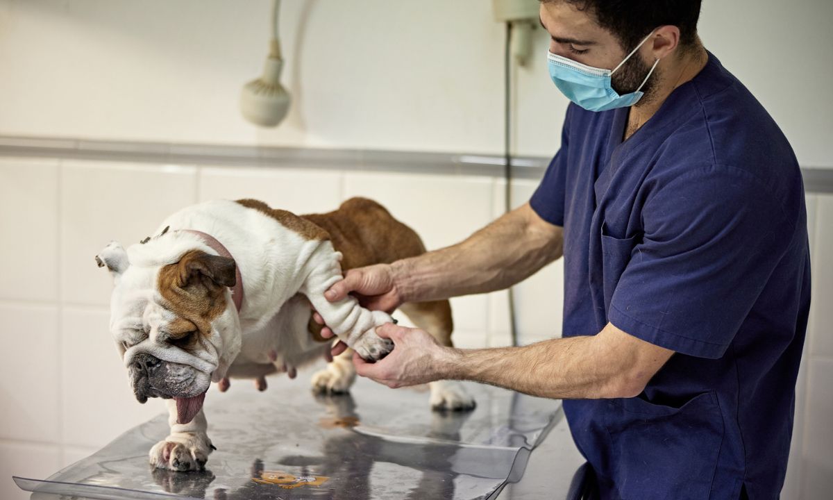Perro con dolor en las articulaciones.