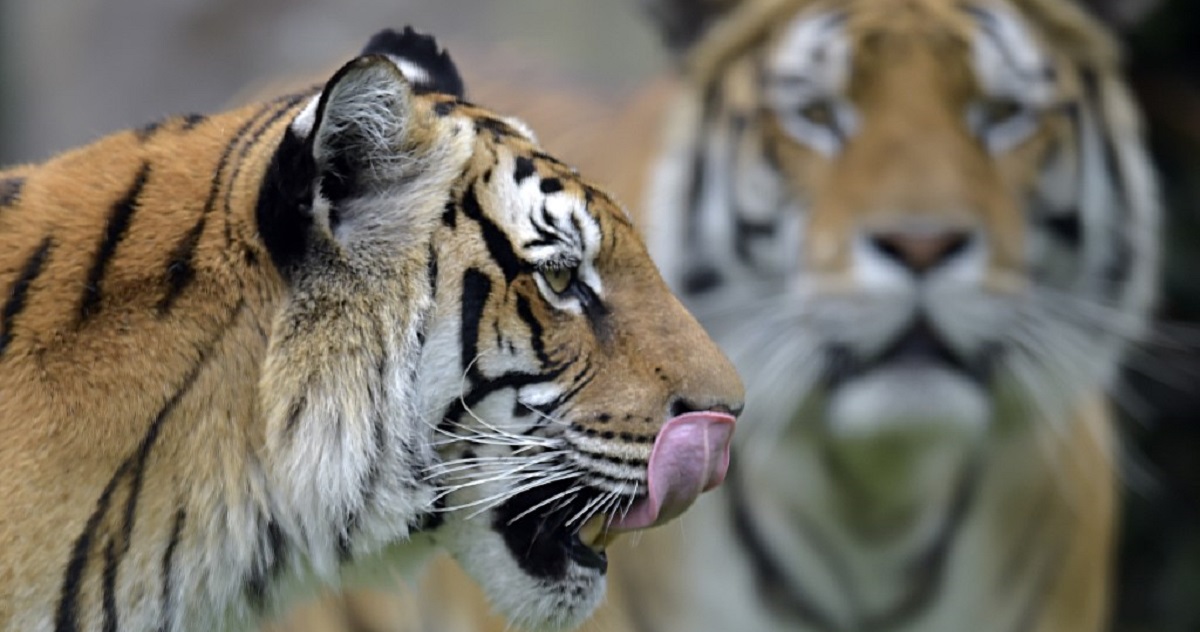 Video Ataque De Un Tigre Real De Bengala Deja Dos Personas Heridas En India