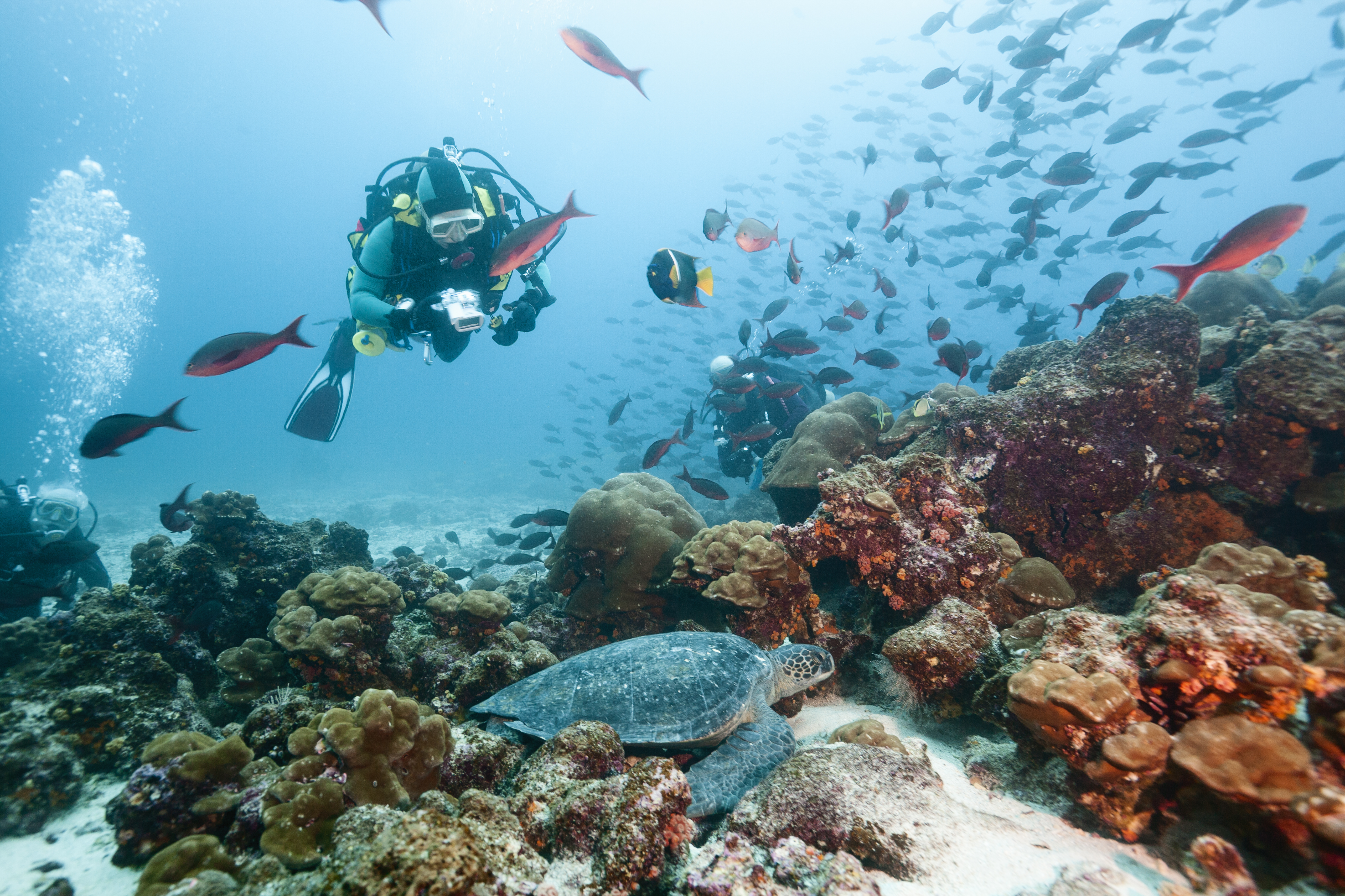 Diver viewing endangered green sea turtle (Chelonia mydas agassisi), resting in reef, Galapagos Islands, Ecuador.