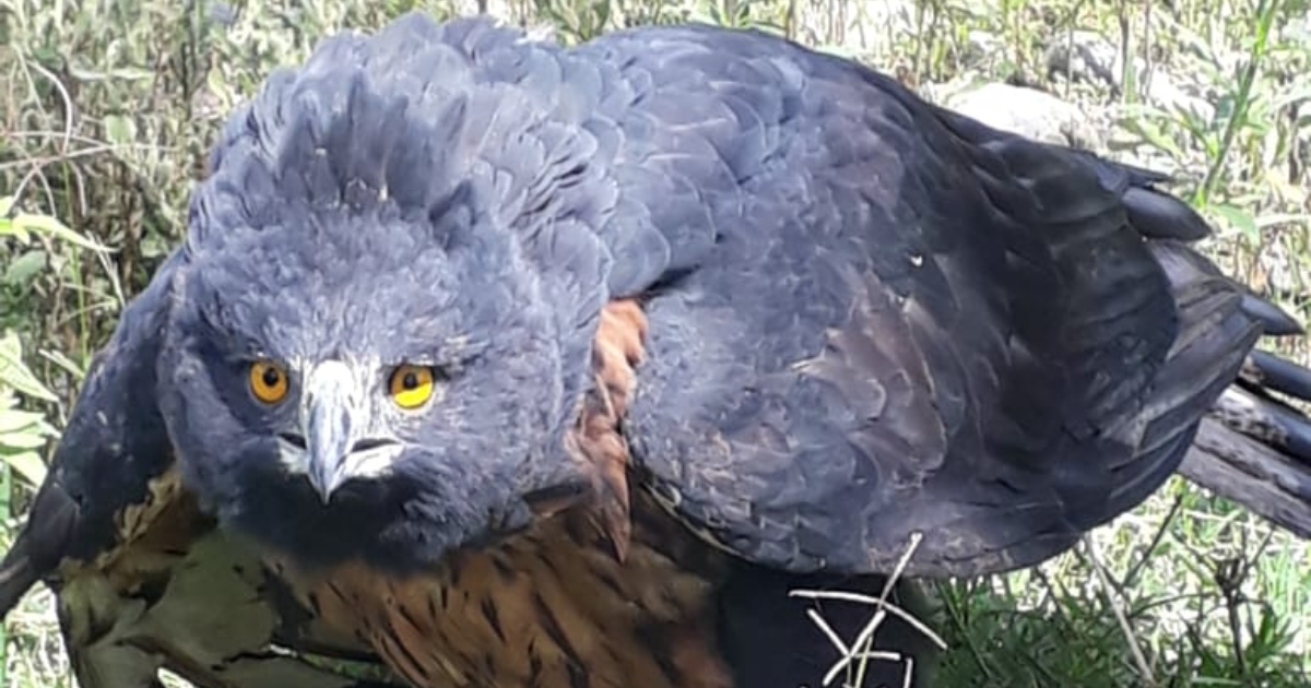 Águila crestada en Colombia