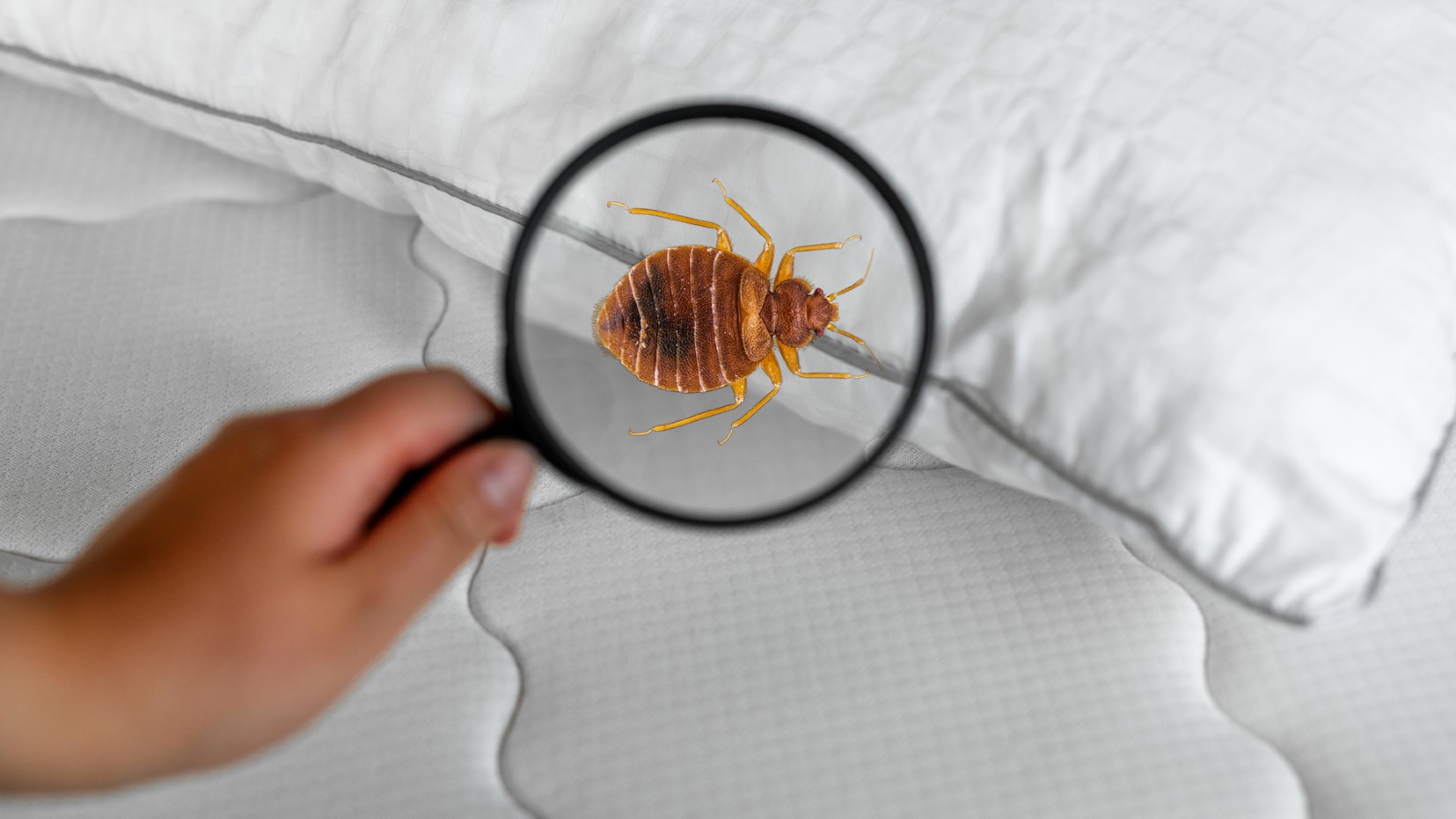 ¿Cómo identificar infestaciones de chinches?