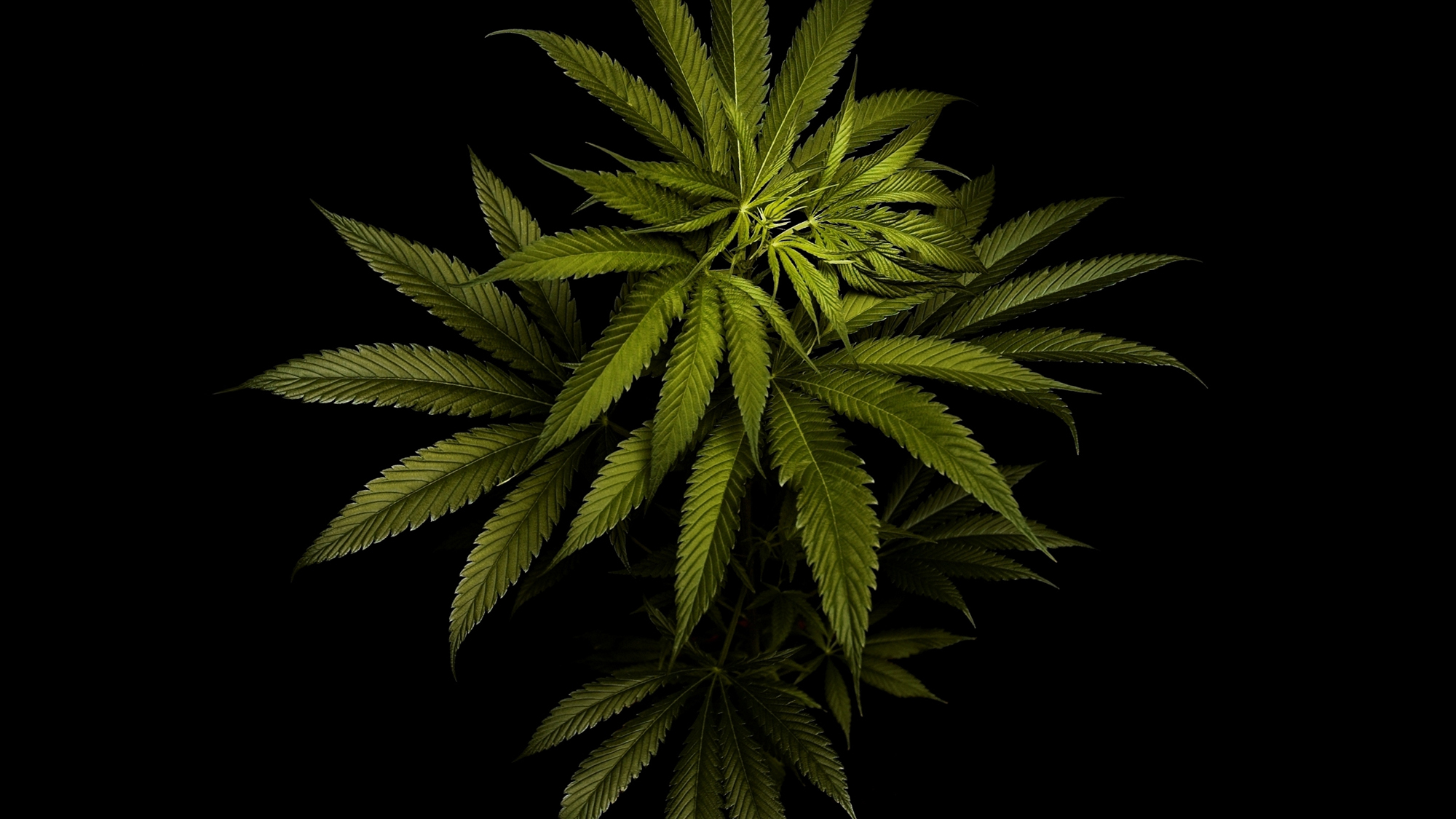 mi favorito de mi colección de cuadros verdes.