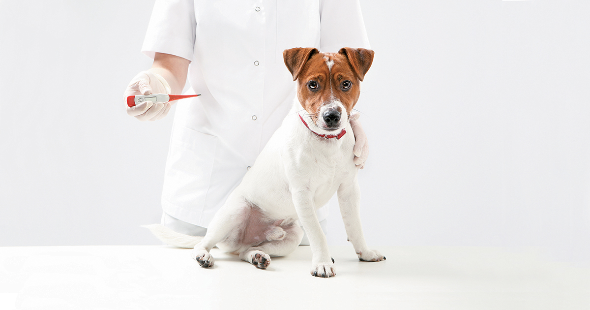 La fiebre puede producirse por la presencia de bacterias, virus o parásitos, o posterior a la aplicación de una vacuna. 