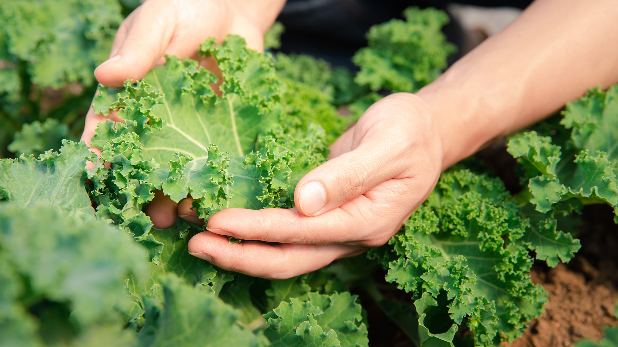 Agricultor revisando la planta de lechuga de col rizada fresca, vegetales orgánicos en la granja de viveros. Concepto de mercado empresarial y agrícola.