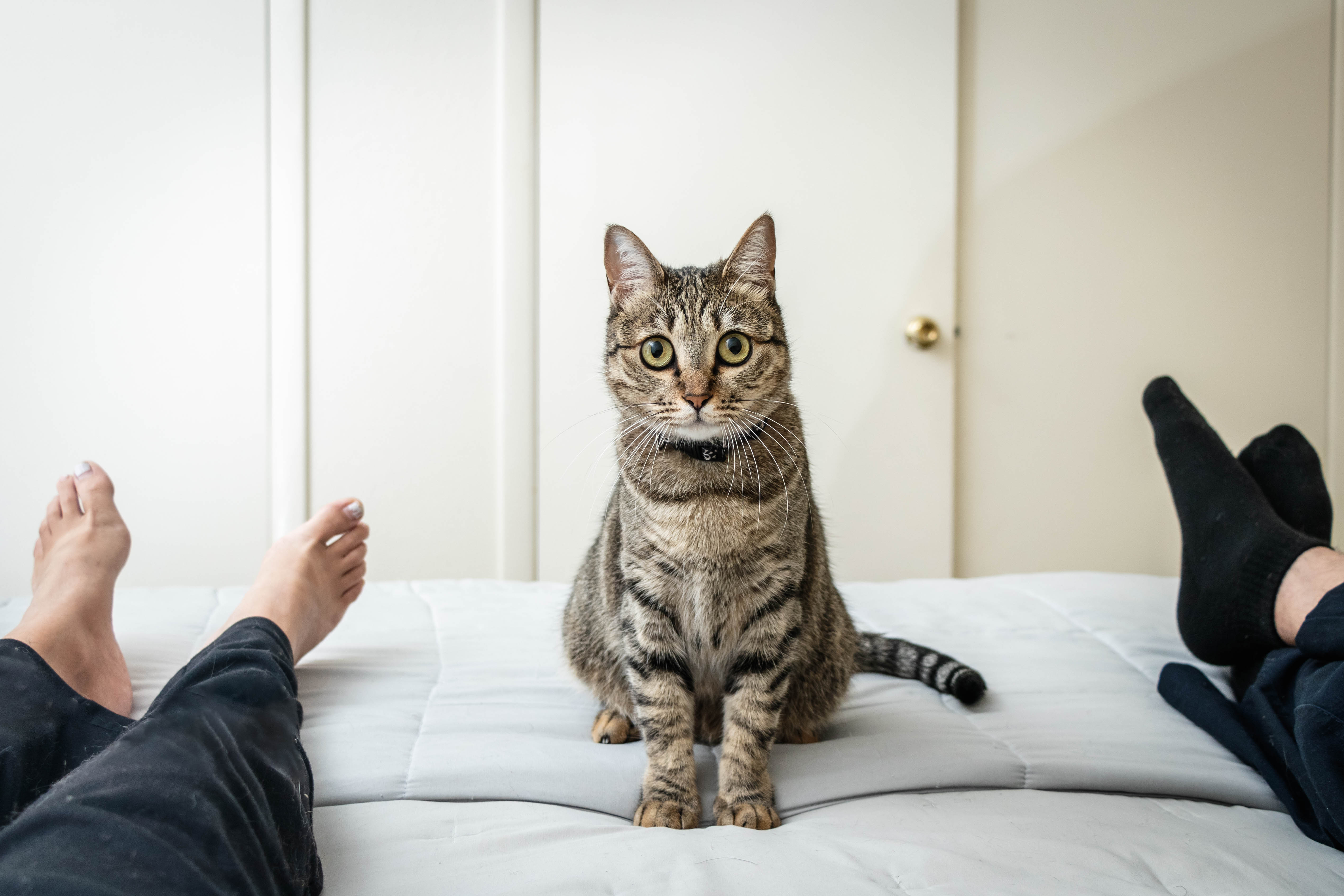 Como educar o seu gato adulto