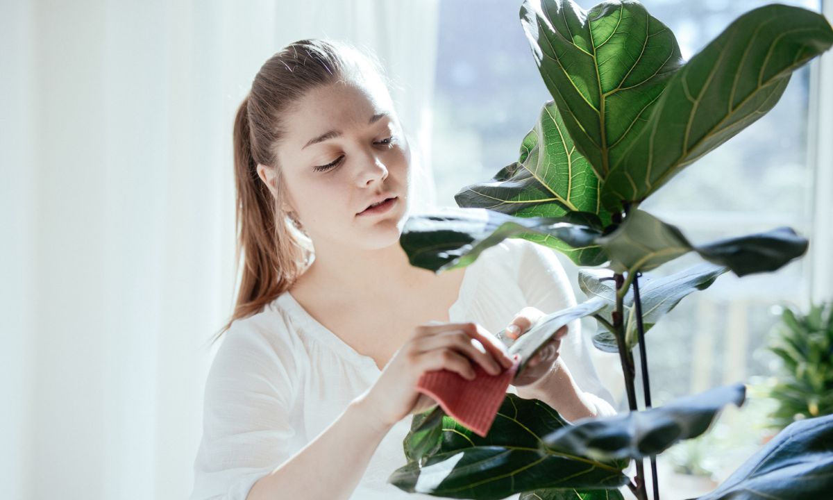 Miel para revivir plantas.