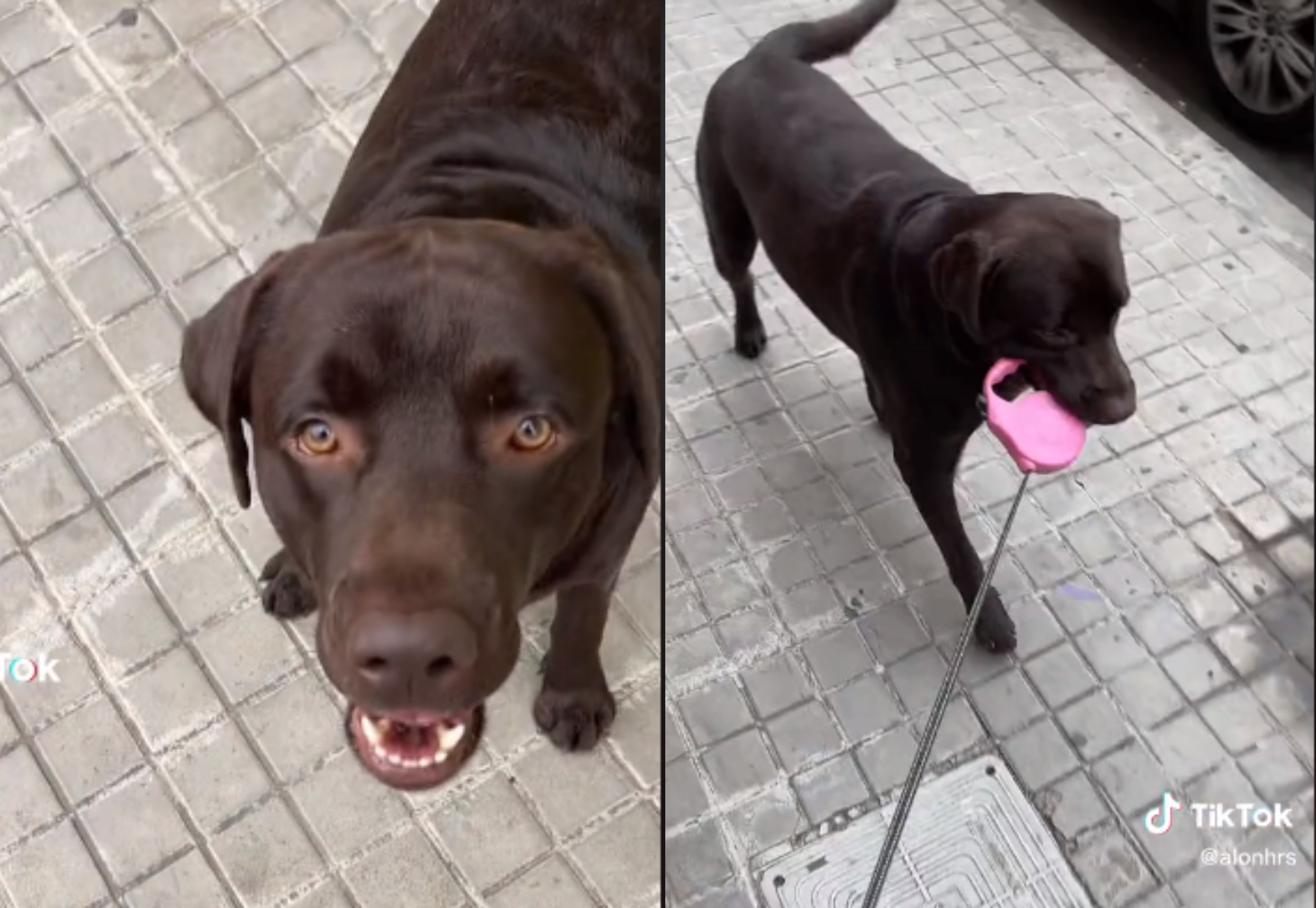 "Te amo, perrito que pasea a su dueño", le dicen al labrador por liderar los paseos con su propietario.