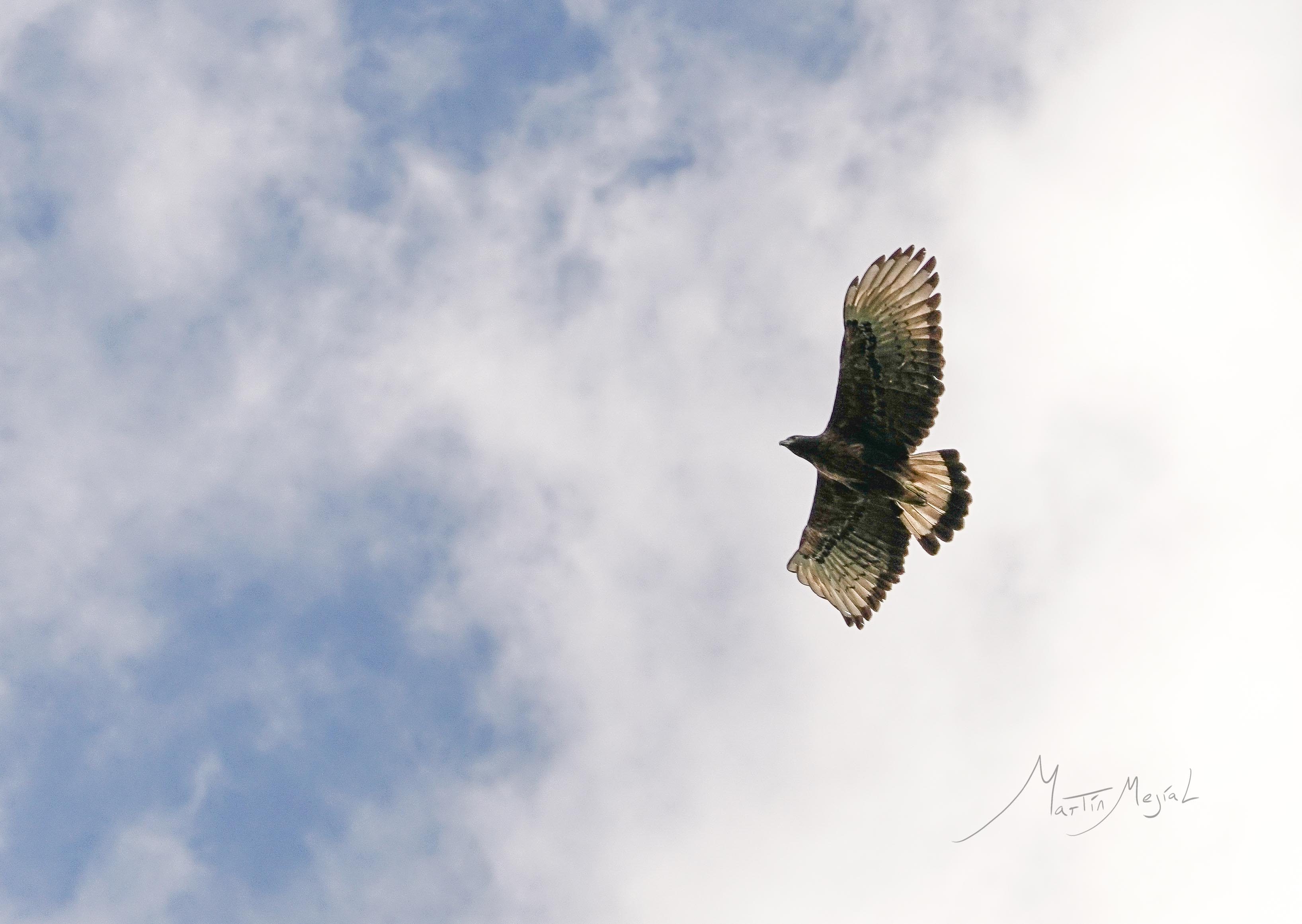 Siembran más de 150 mil árboles en el Valle de Cauca para salvar de la  extinción al águila crestada