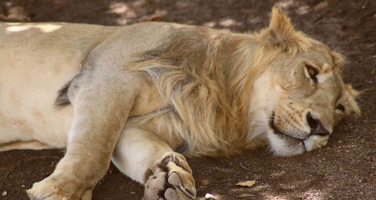 Enfermedad amenaza a las últimas mandas de leones asiáticos - Mundo hoy