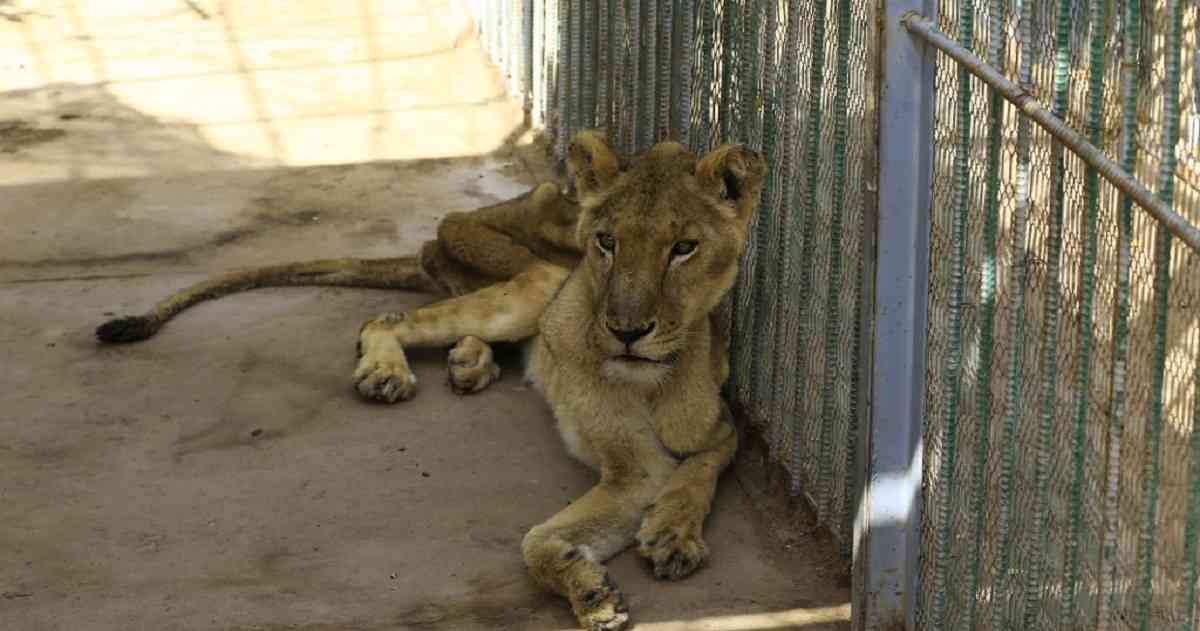 Leones mueren de hambre en un zoológico de Sudán