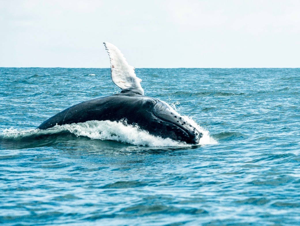 La temporada de ballenas finaliza en octubre. Foto: Cortesía Parques Nacionales Naturales
