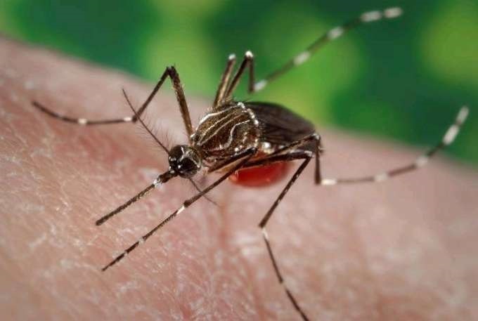 El ECDC notifica más de 3,7 millones de casos y más de 2.000 muertes por dengue en todo el mundo en lo que va de año
