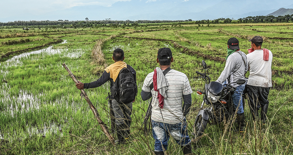 Los invasores en el Cauca son los indígenas del Cric, quienes primero llegan en pequeños colectivos para incendiar y cortar la caña. 