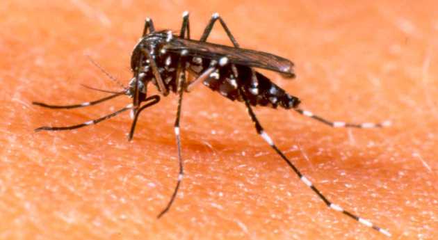 El dengue afecta principalmente países tropicales