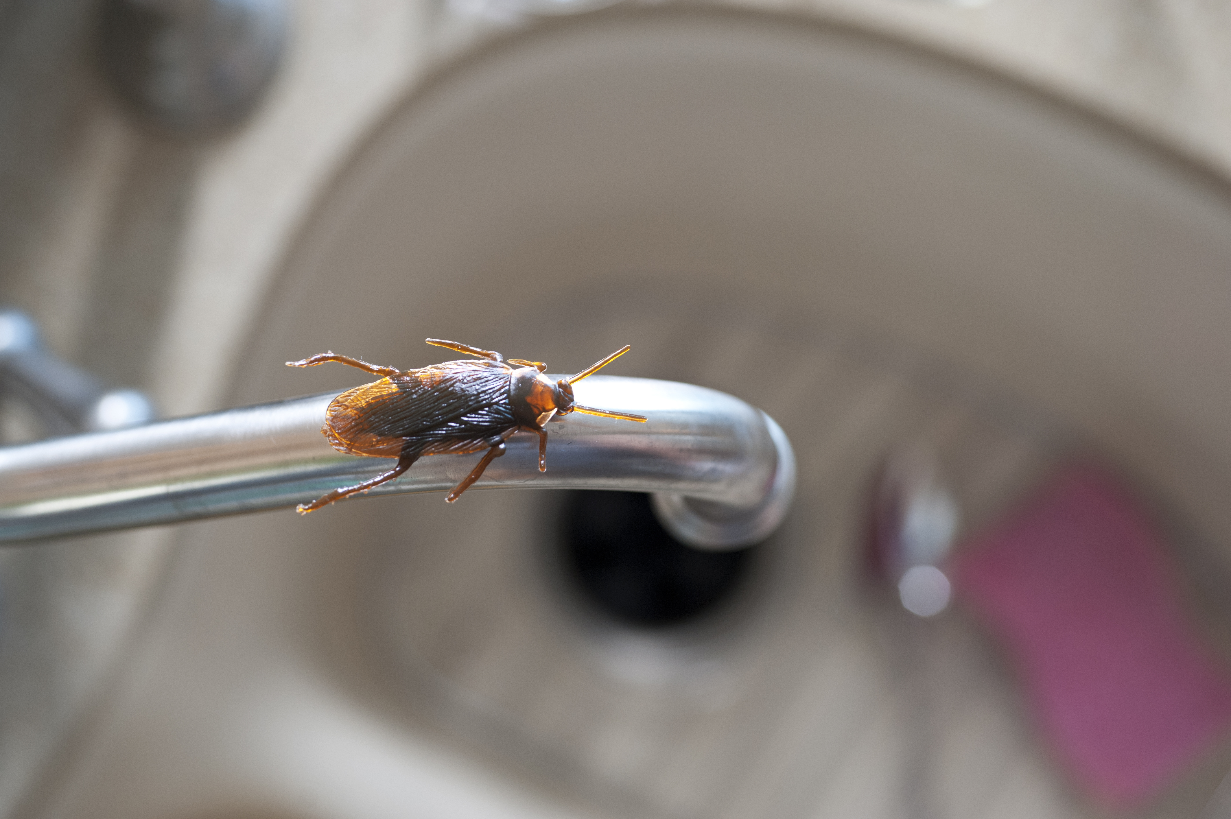 Horizontal photograph of a roach on a kitchen water faucet.
