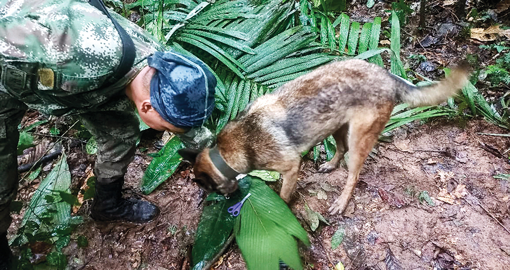 La duras condiciones de la selva que habría tenido que enfrentar el perro  'Wilson' - El País