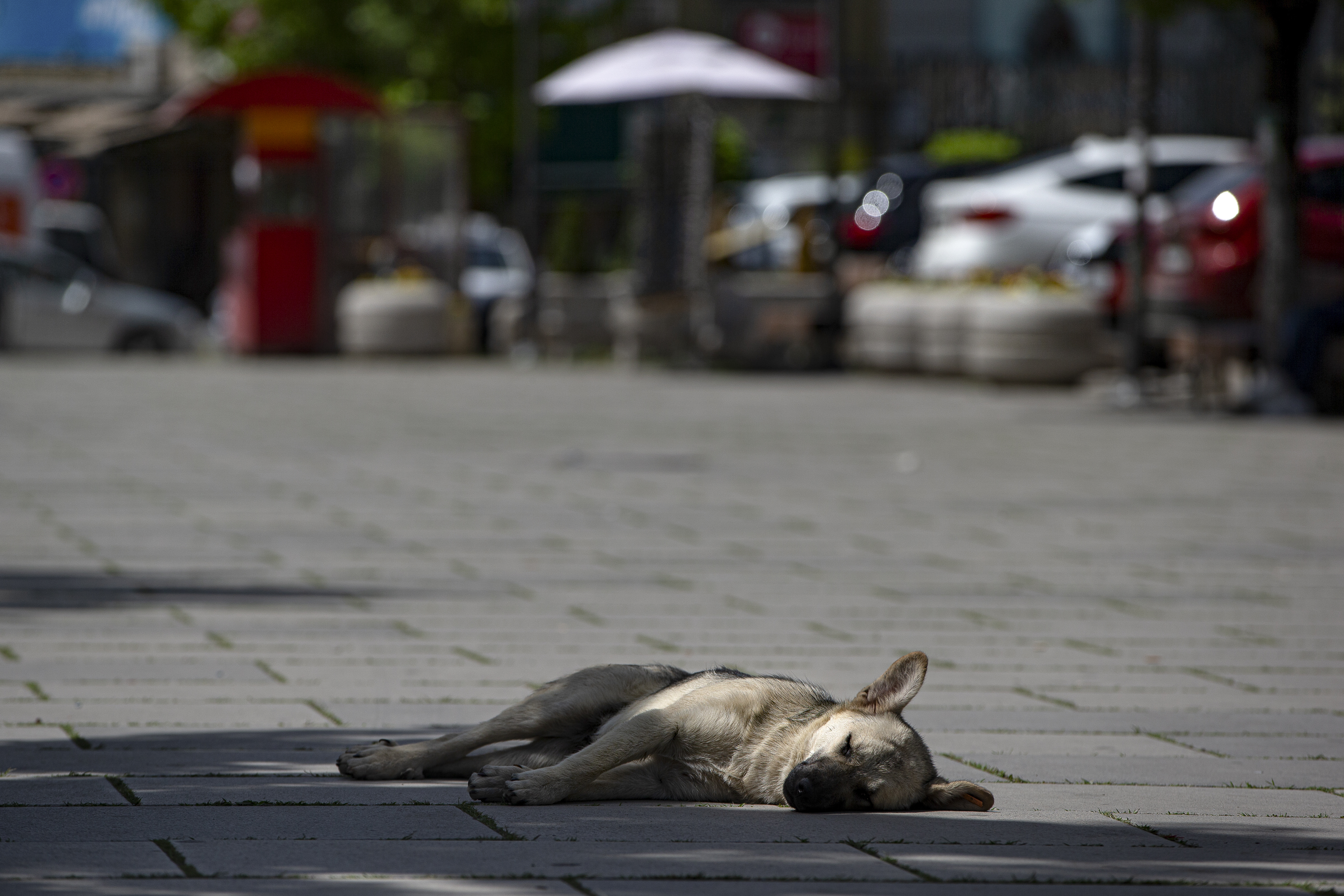 Yulin. O festival de carne de cão que indigna a maioria dos chineses