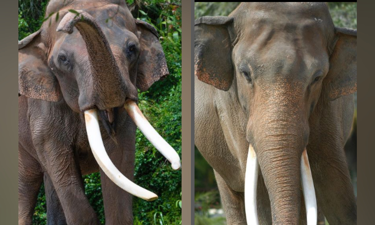 Zoológico de Miami se despide de uno de sus animales emblemáticos, el elefante Dalip.