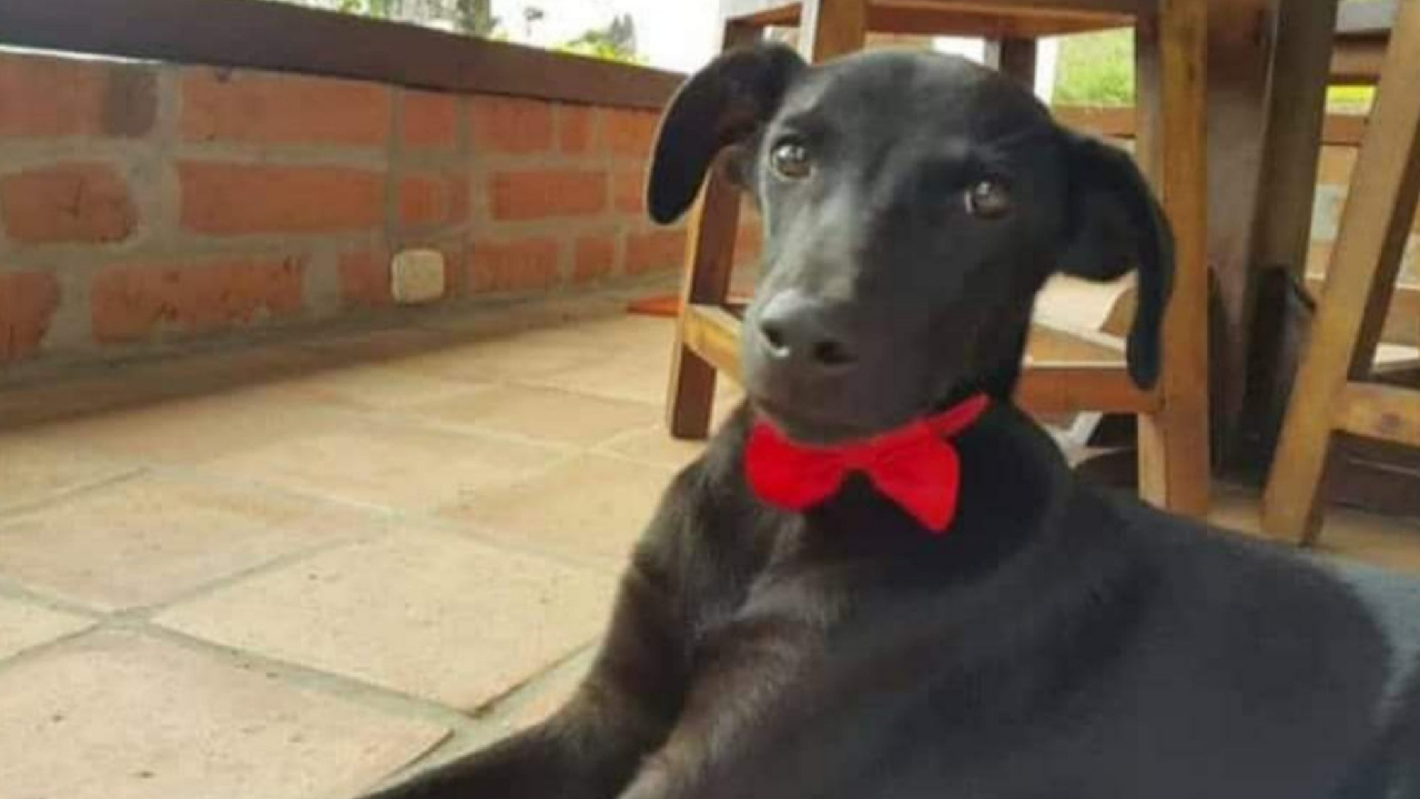 Tony era muy querido entre la comunidad educativa del colegio en el que murió