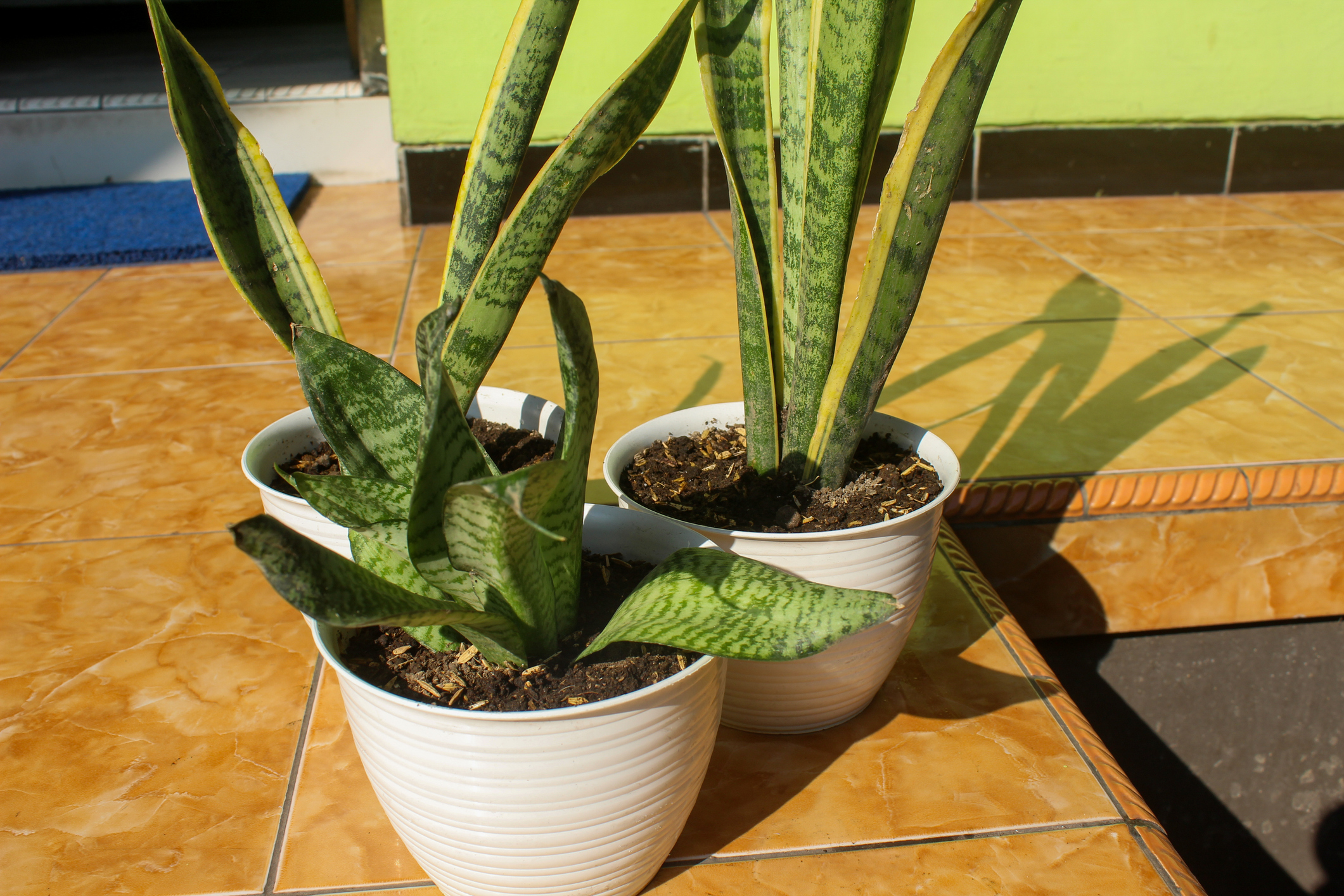 La lengua se suegra es una dde las plantas con más presencia en muchos hogares.