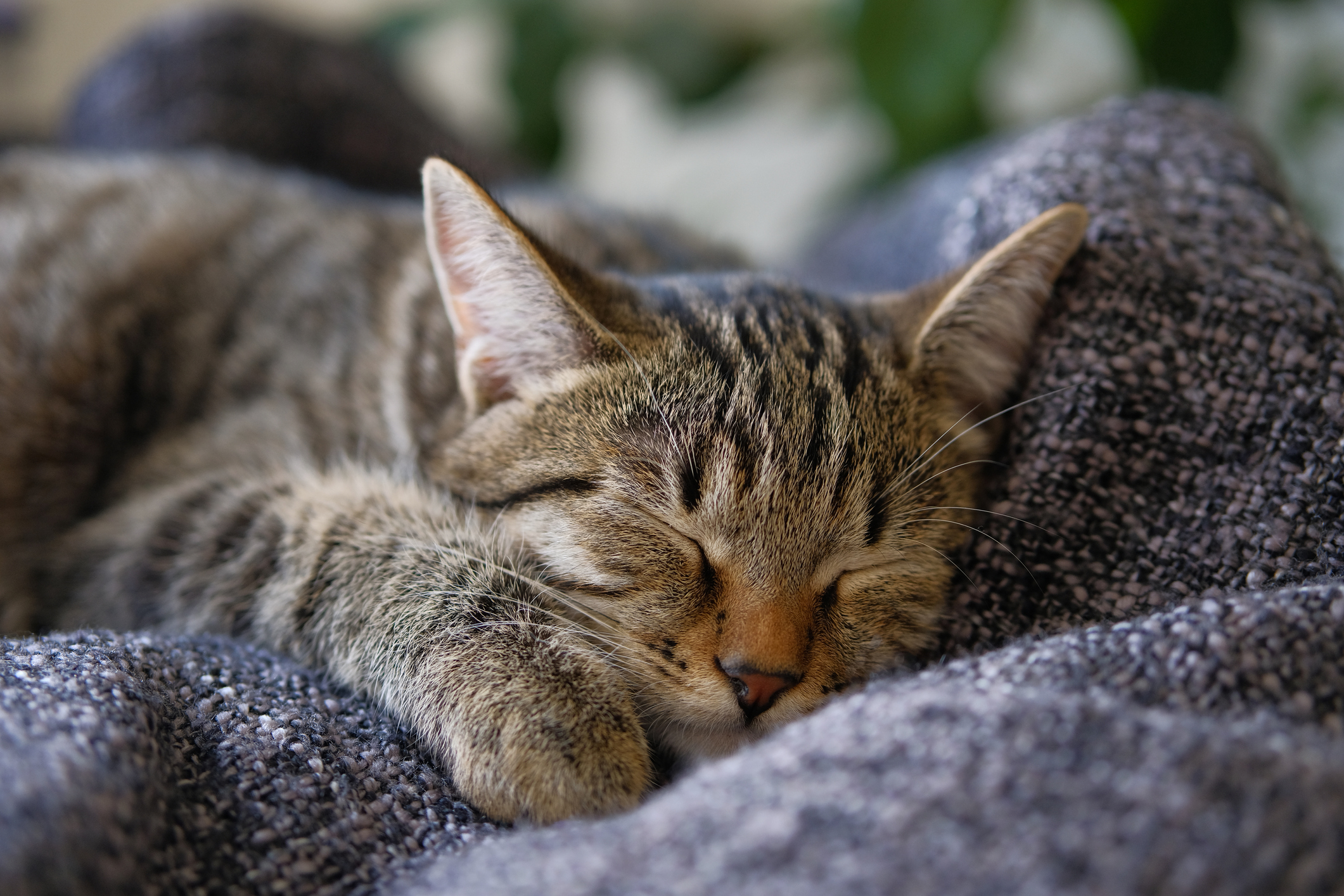 Muchas veces los gatos cuando se acuestan esconden sus patas.