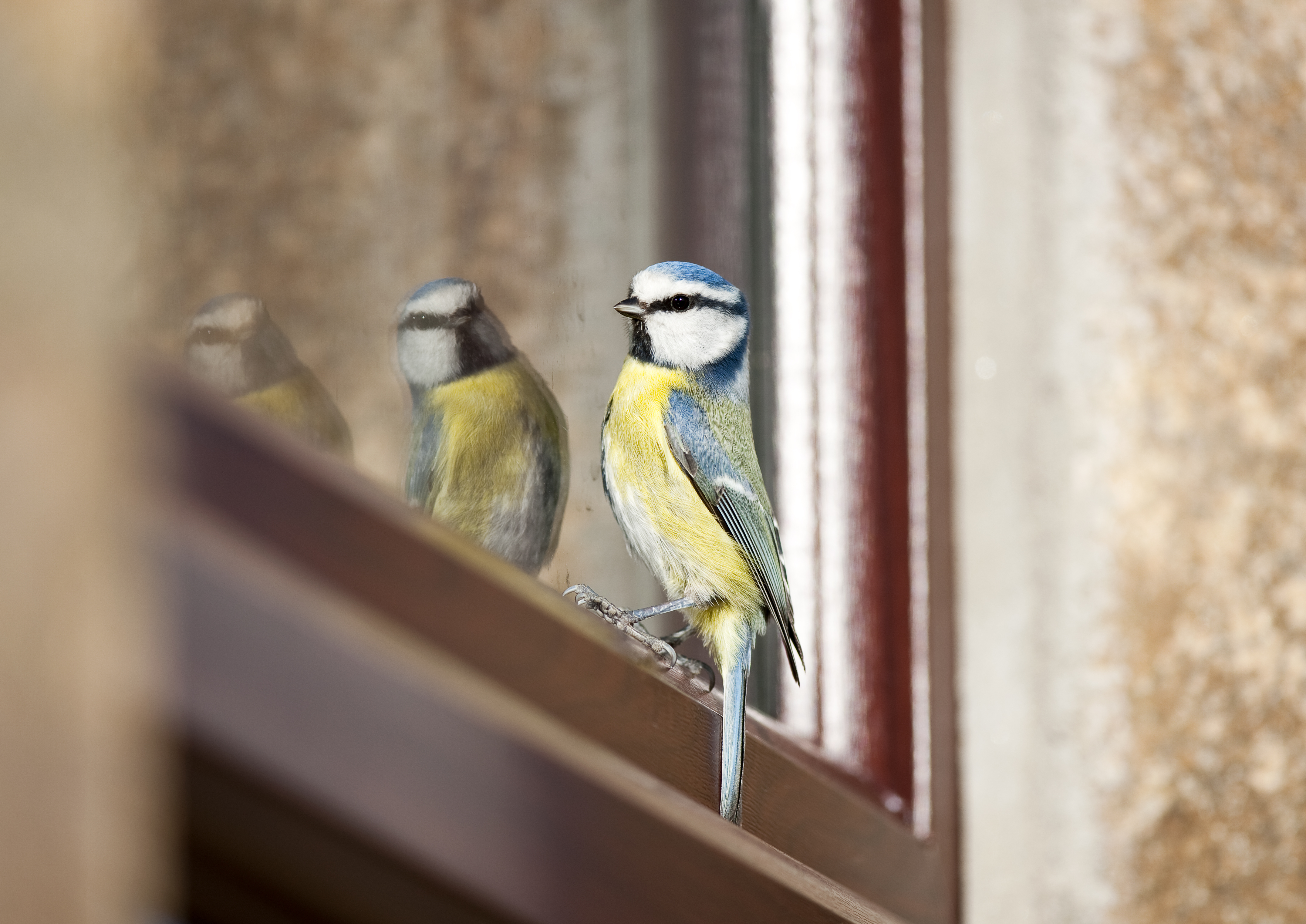Los pájaros desempeñan un papel crucial en los ecosistemas.