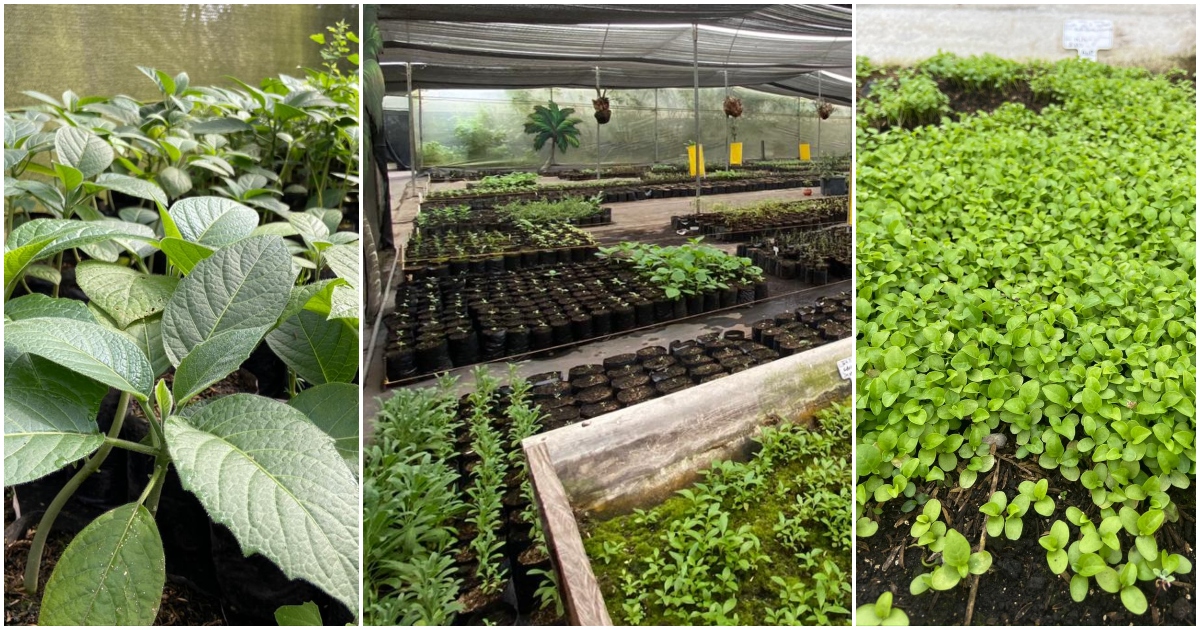 Plantas de 120 especies nativas son propagadas en el vivero del Ecoparque Sabana.