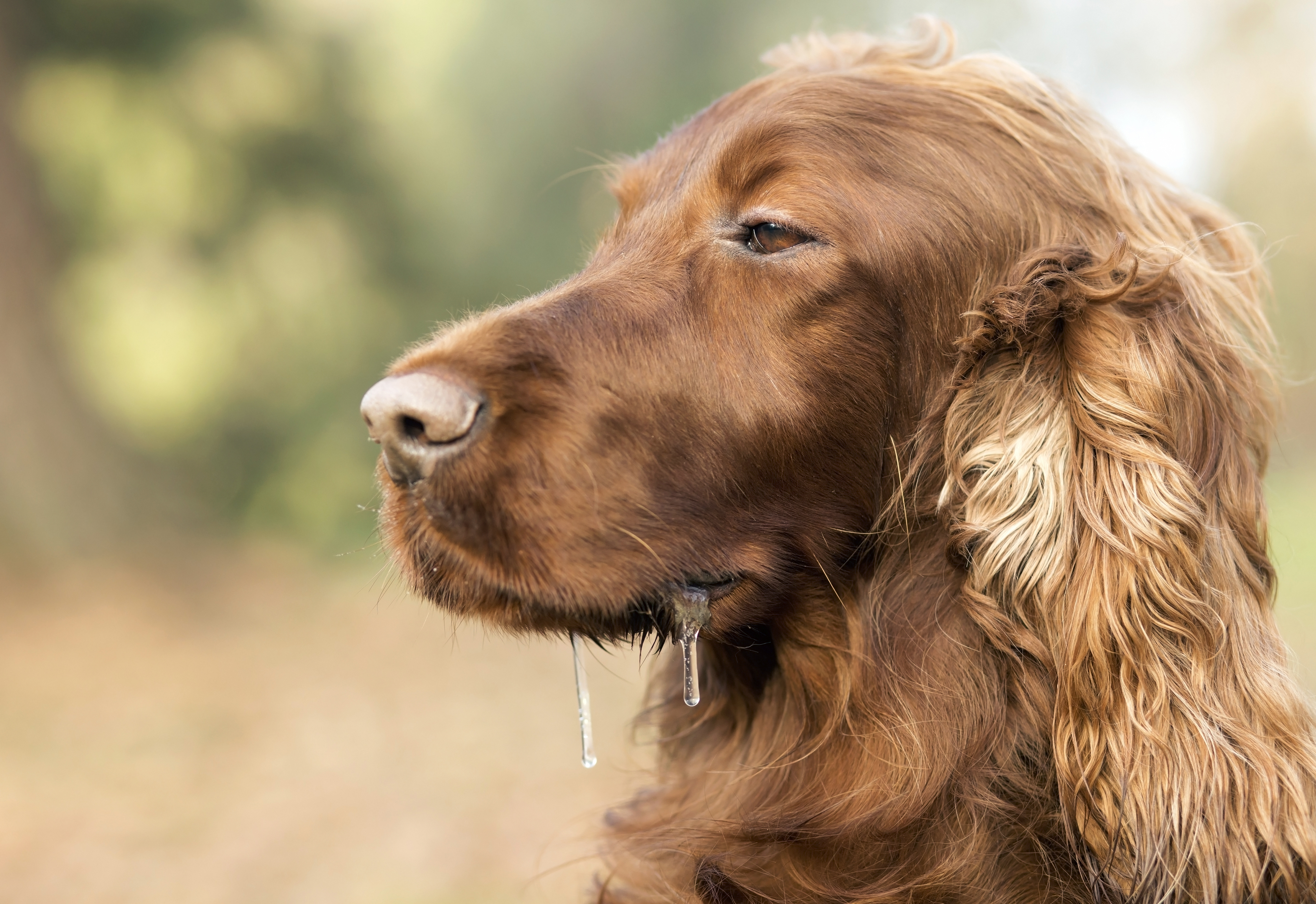 por qué mi perro vomita con el estómago vacío