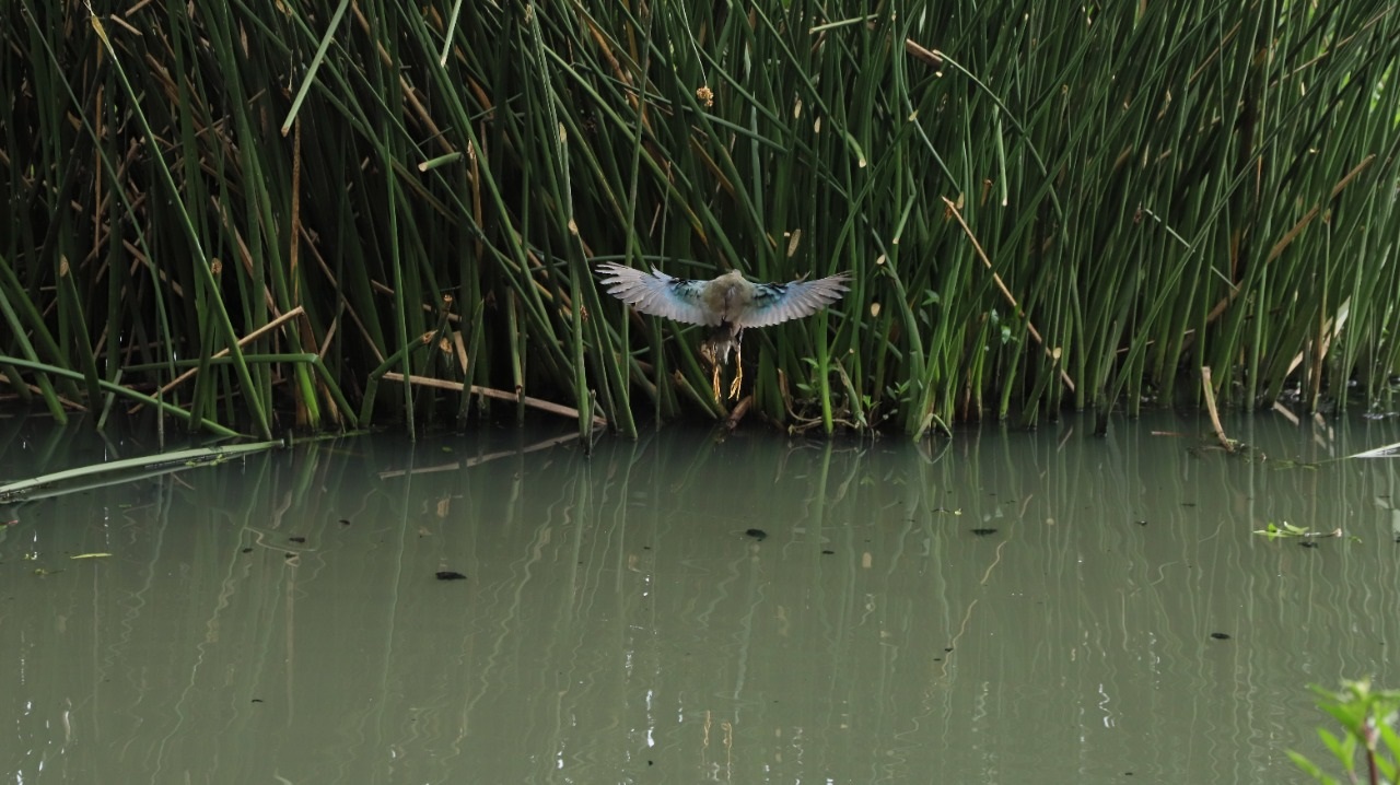 Tingua liberada en Bogotá