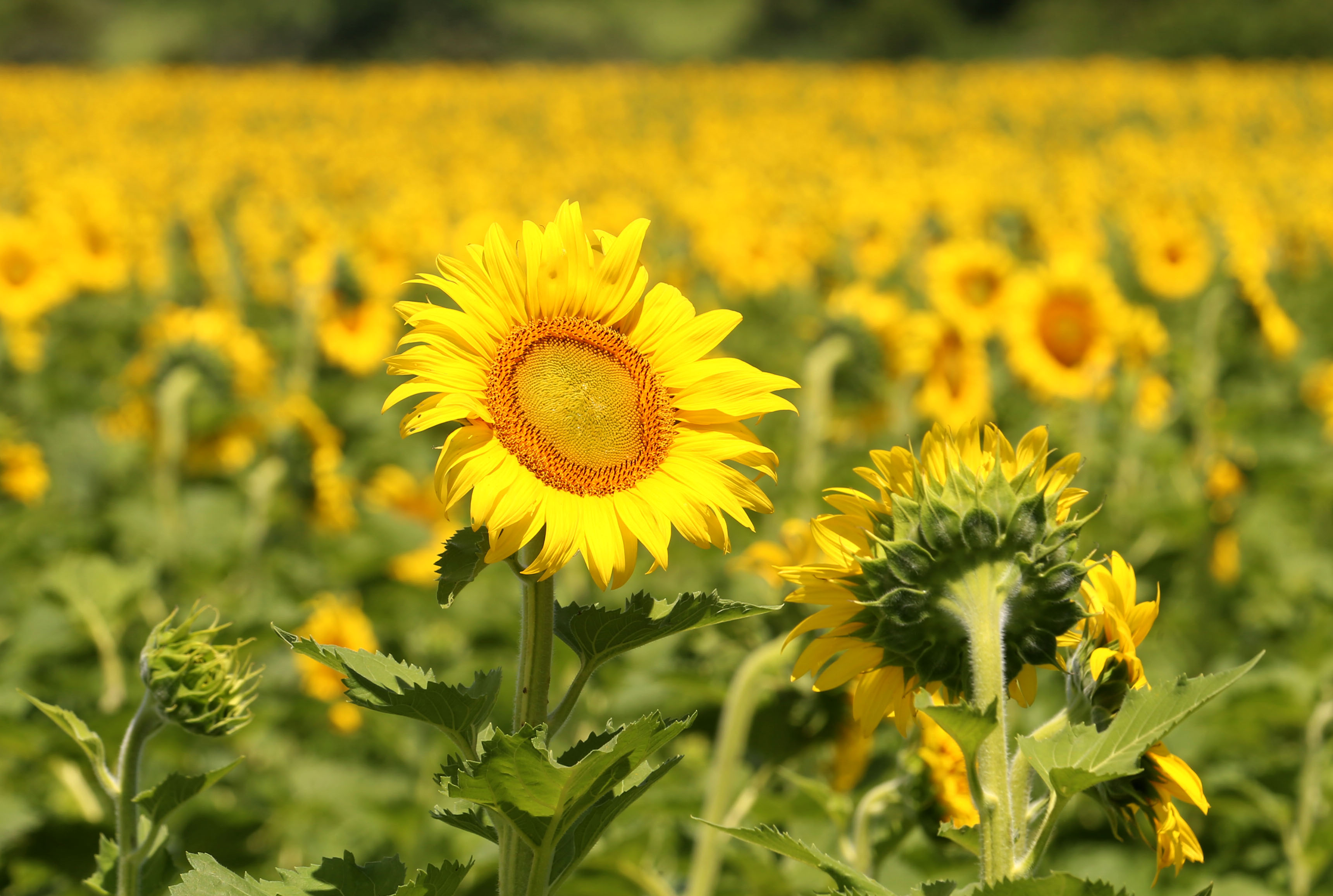 Sunflowers return to Matthiessen State Park – Starved Rock