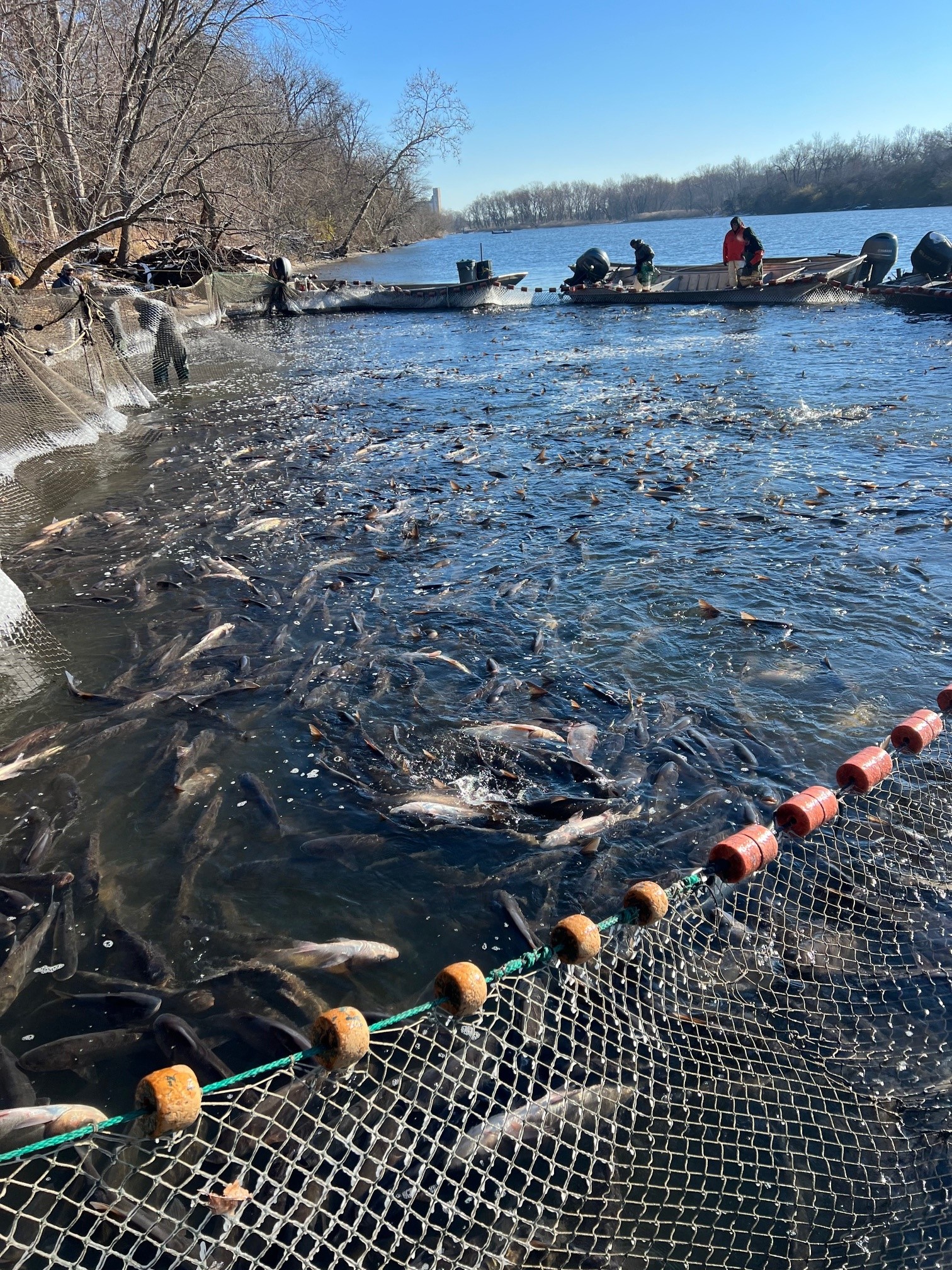 Black Carp Bounty Leads to Discovery in Illinois River