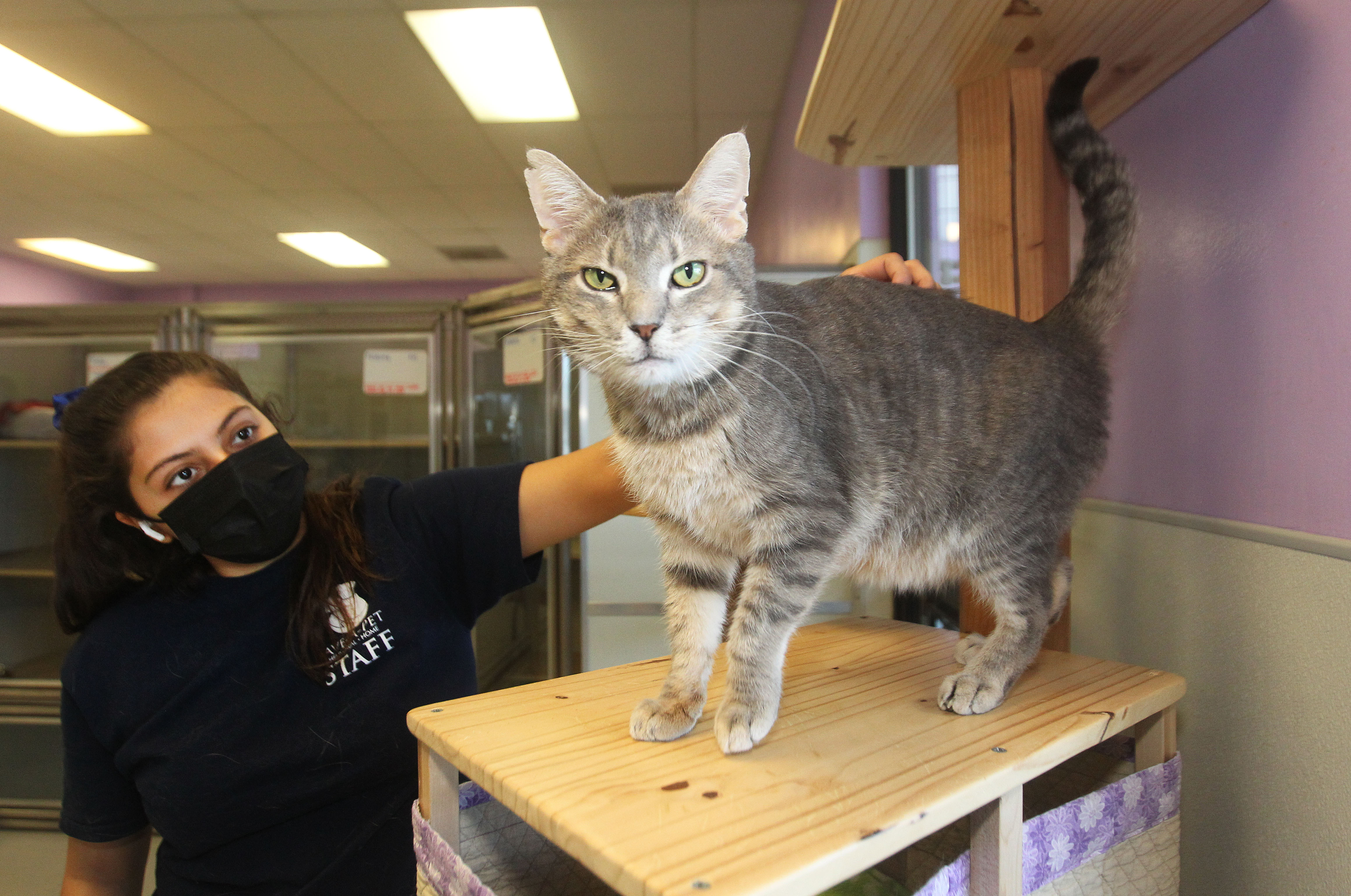 Grayslake's Save-A-Pet strives to overcome pandemic-related challenges –  Shaw Local