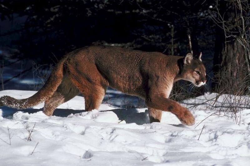 Bobcats prevalent in Sussex County