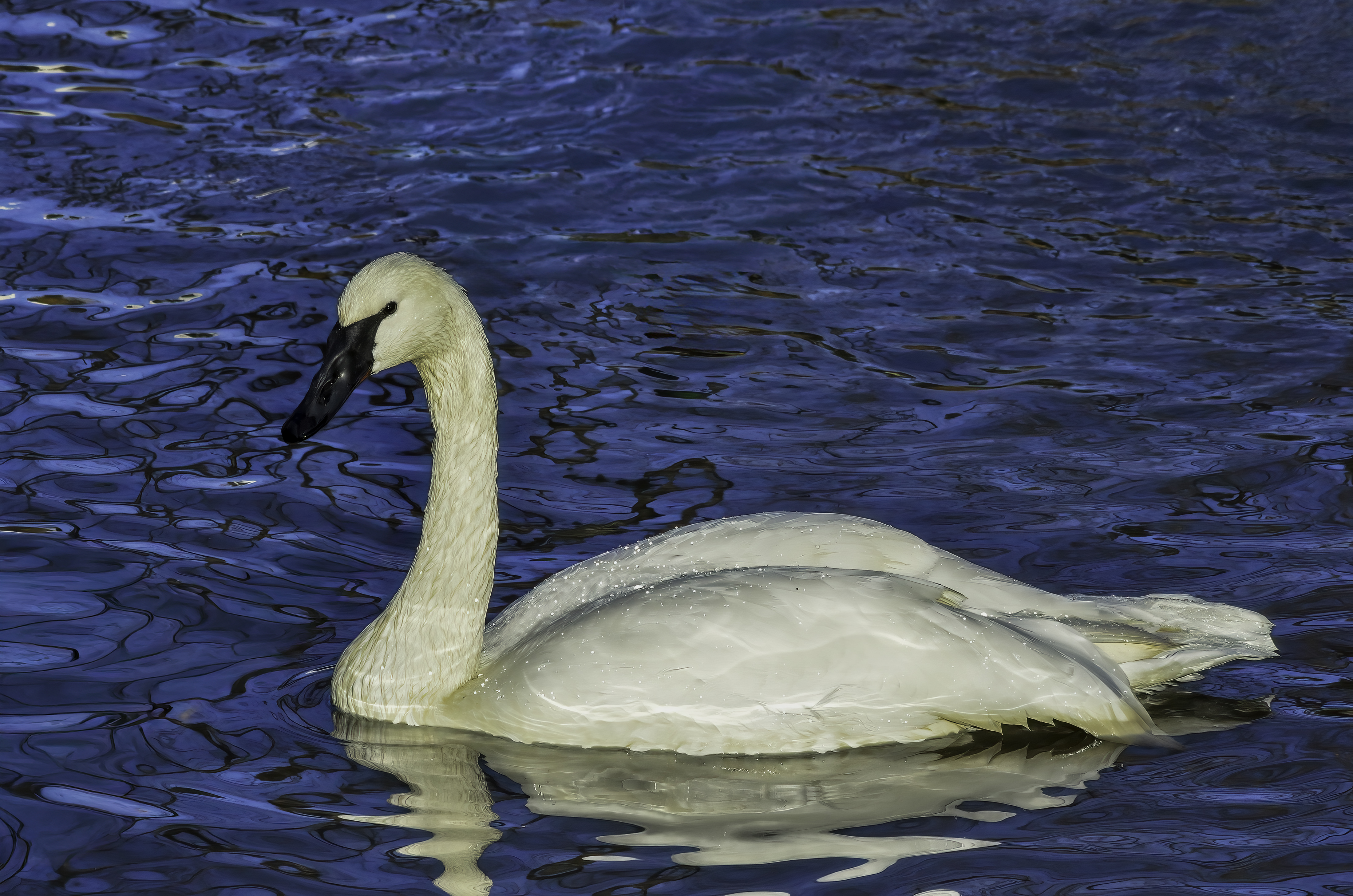 Wildlife lovers excited for resurgence of wild swans along