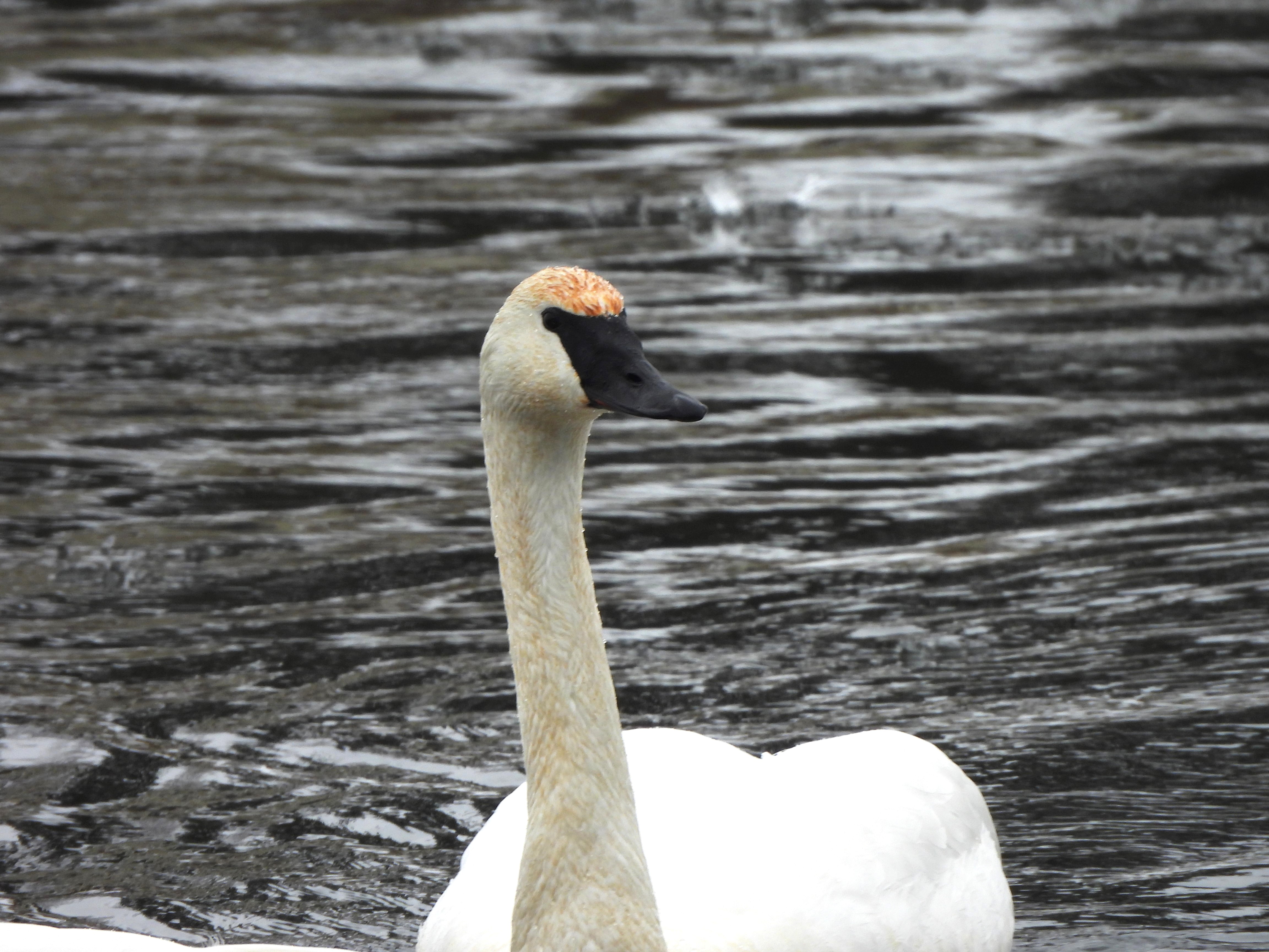 Wildlife lovers excited for resurgence of wild swans along