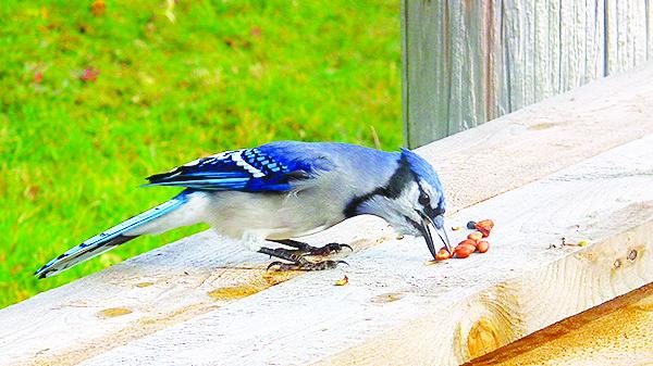 Nature Notes: Blue Jays harvest acorns